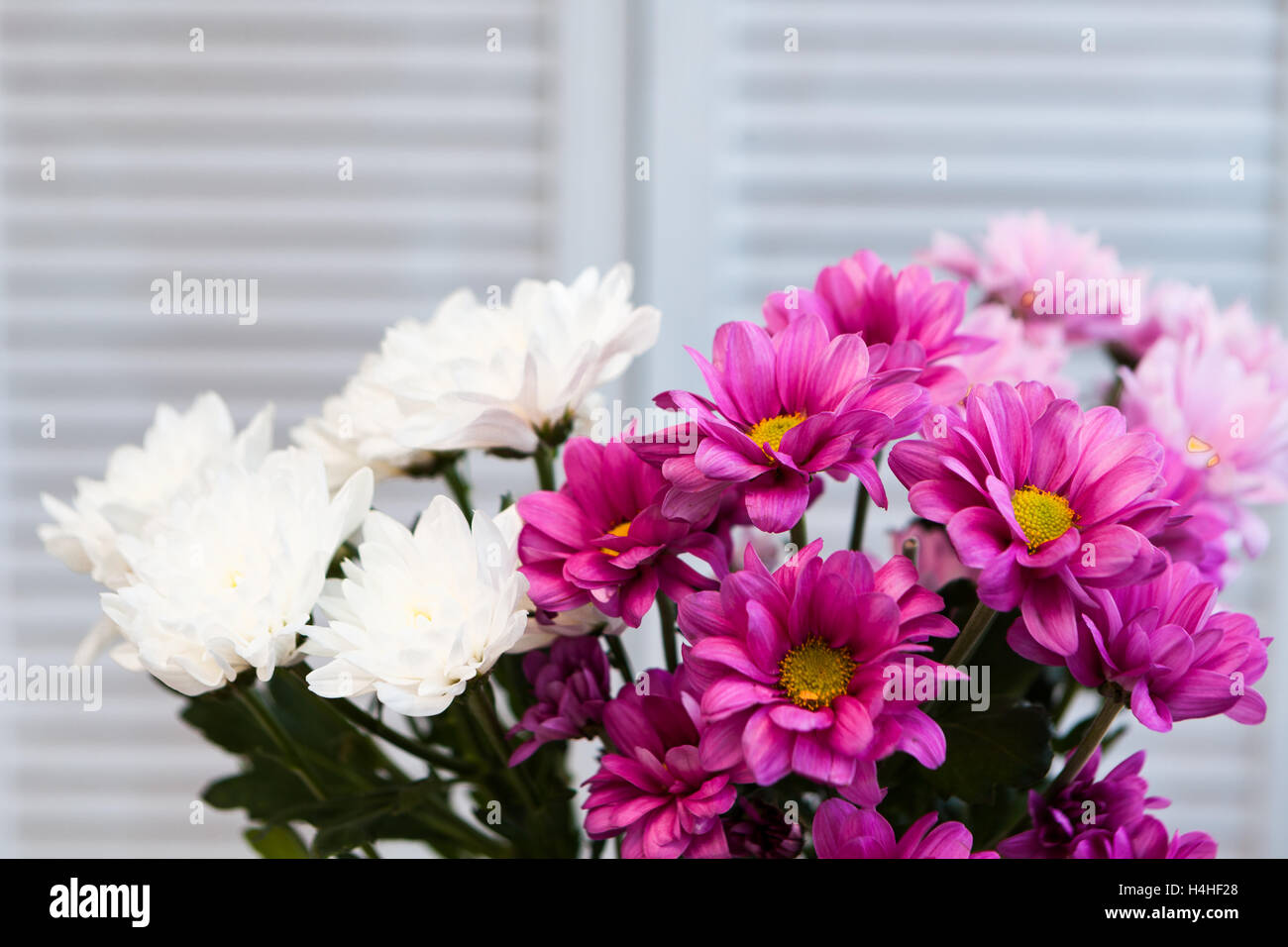 beautiful chrysanthemum in a vase in the style of Provence Stock Photo