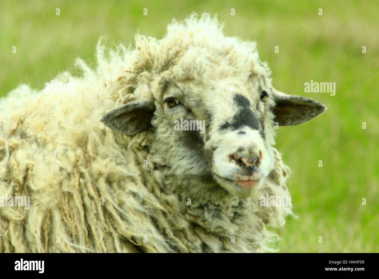 head of big sheep with thick fleece Stock Photo