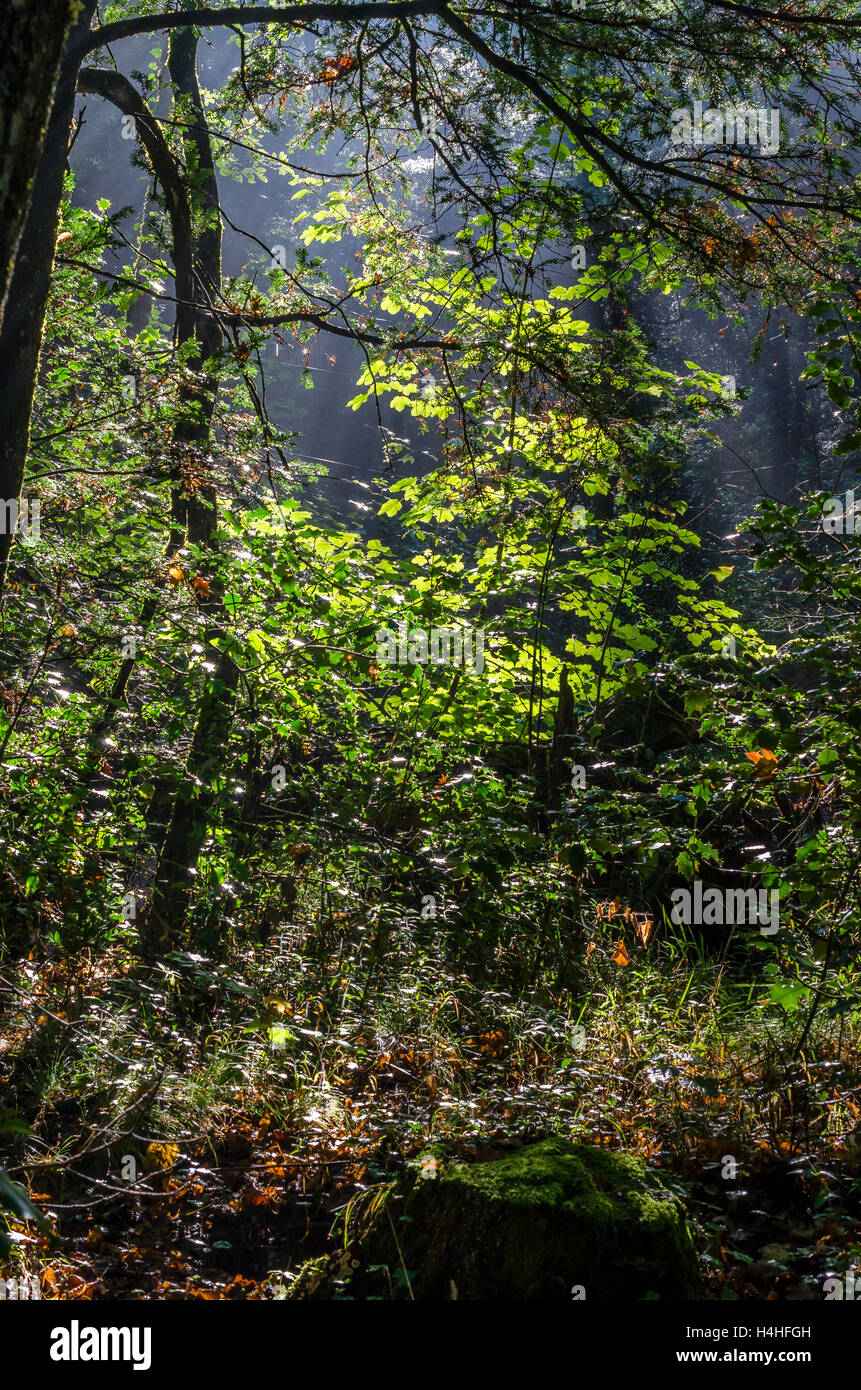 Foret De Sainte Baume Flore High Resolution Stock Photography and