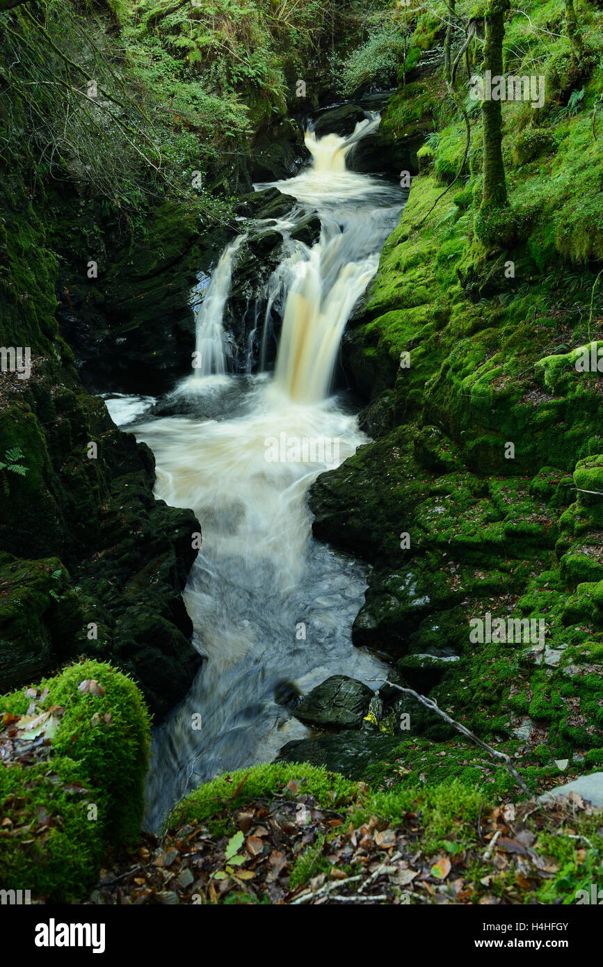 Afon Cynfal flowing through the Ceunant Cynfal National Nature Reserve to the south of Afon Cynfal flowing through the Ceunant Cynfal National Nature Reserve to the south of