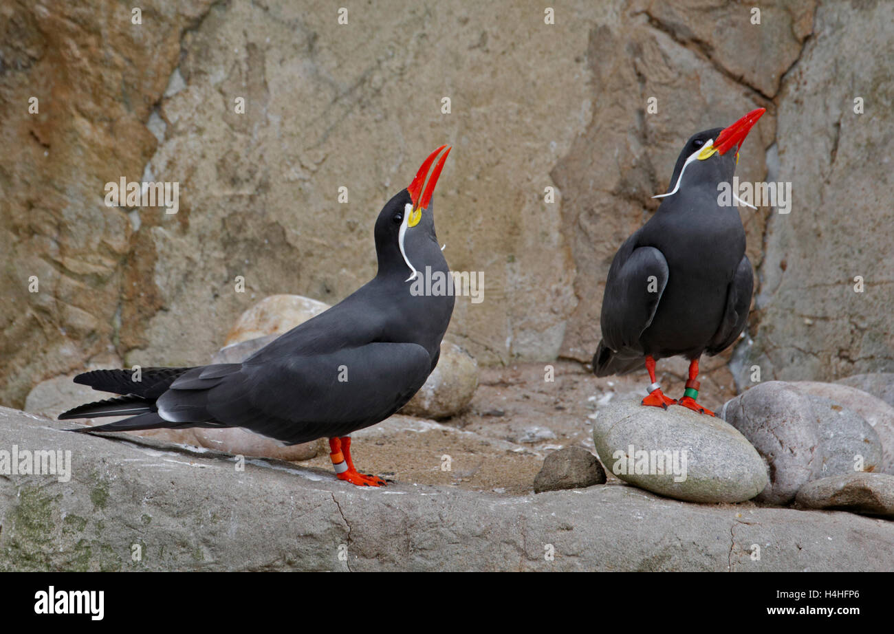 Pair of Inca Terns (larosterna inca) Stock Photo