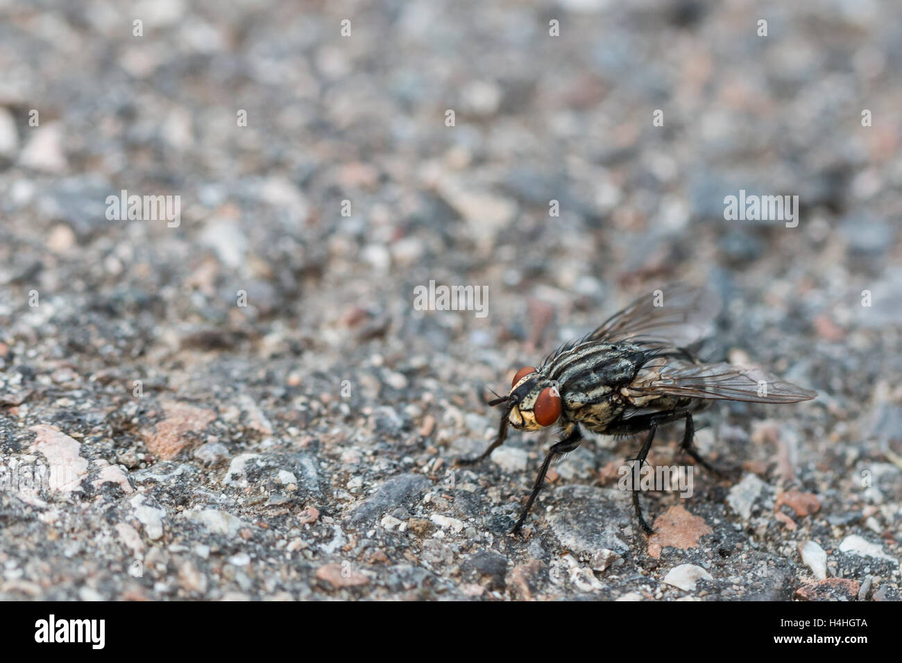 big black fly with red eyes on the pavement Stock Photo