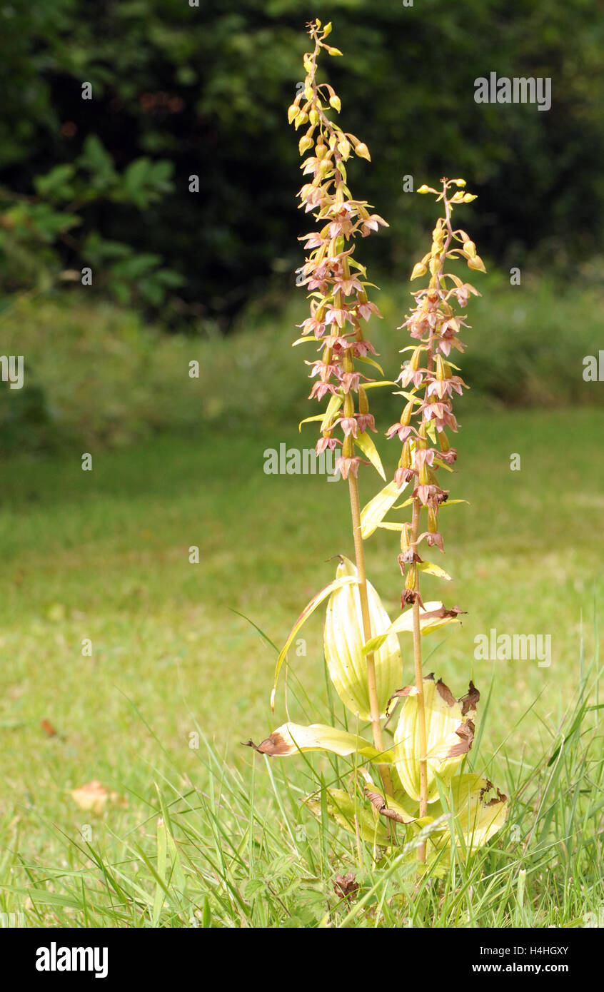 Broad-Leaved Helleborine (Epipactis helleborine) flowers. Bedgebury Forest, Kent, UK. Stock Photo