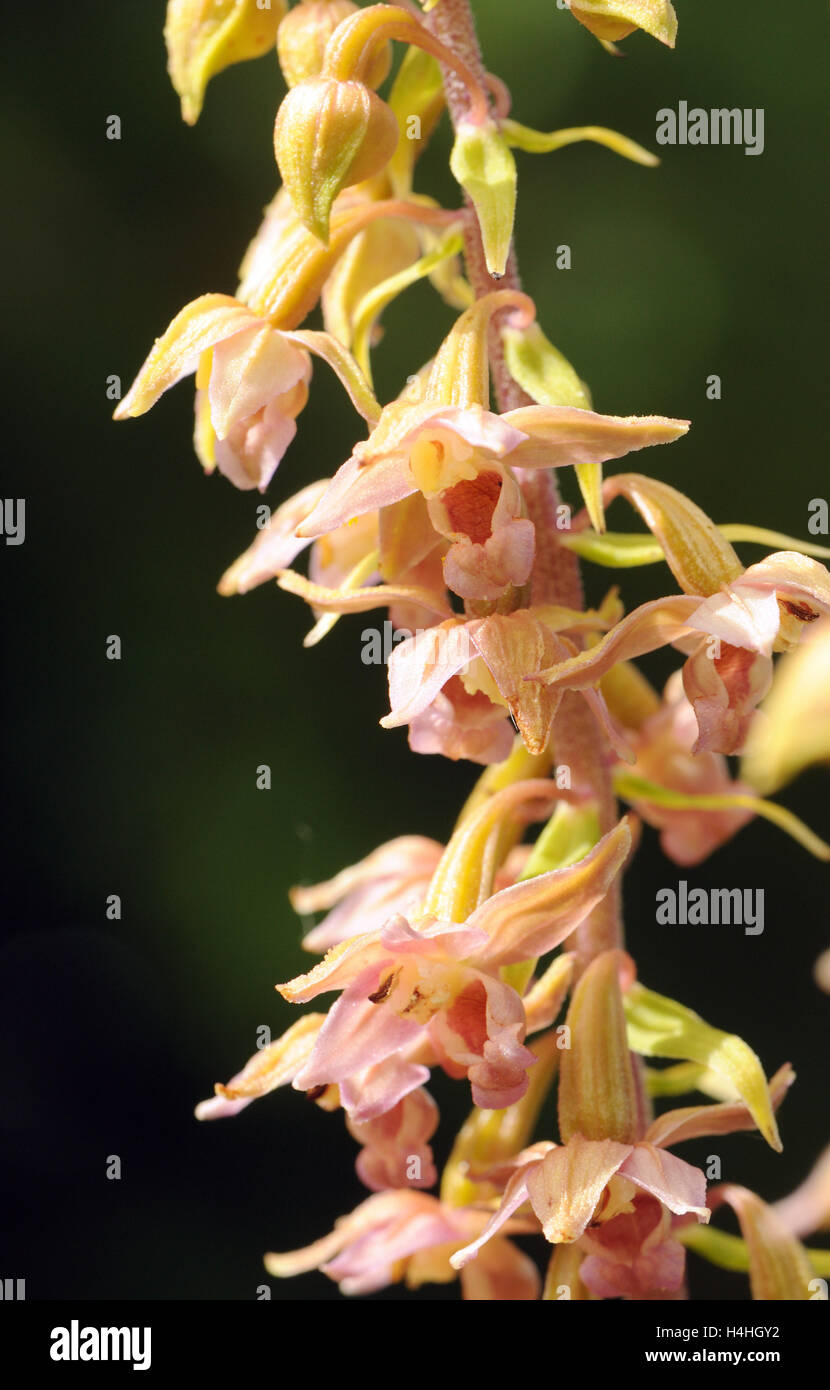 Broad-Leaved Helleborine (Epipactis helleborine) flowers. Bedgebury Forest, Kent, UK. Stock Photo