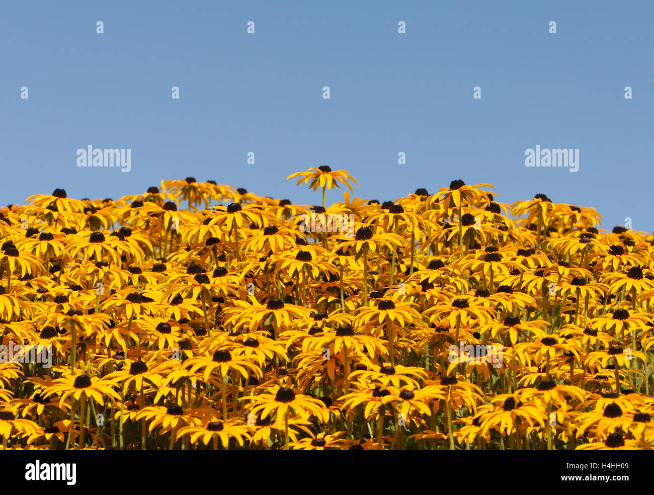 Tall yellow and black Rudbeckia flowers against a blue sky. Henfield, Sussex, UK. Stock Photo