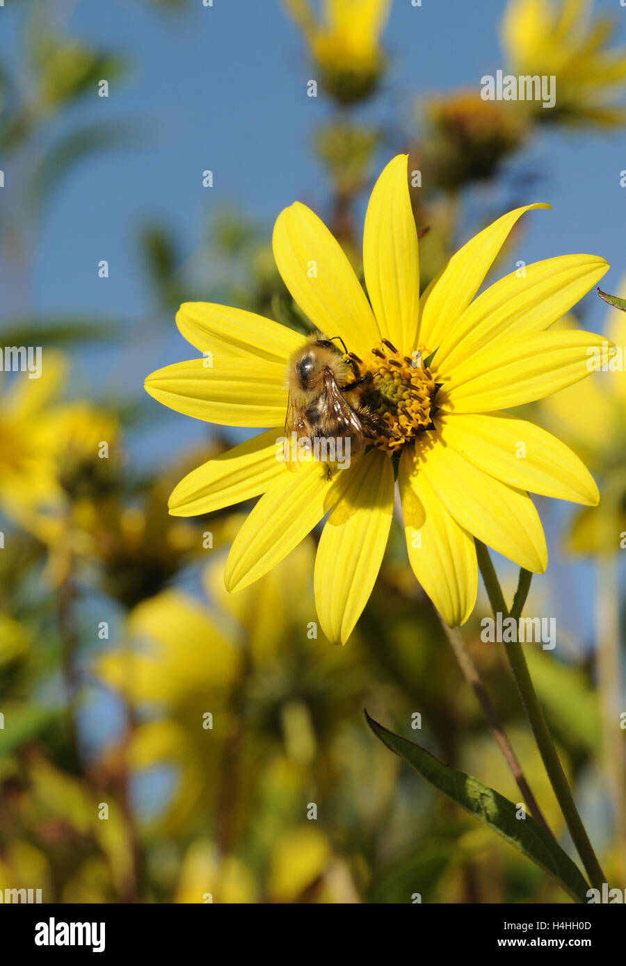 A honey bee (Apis mellifera) forages on a yellow flower. Henfield, Sussex, UK. Stock Photo