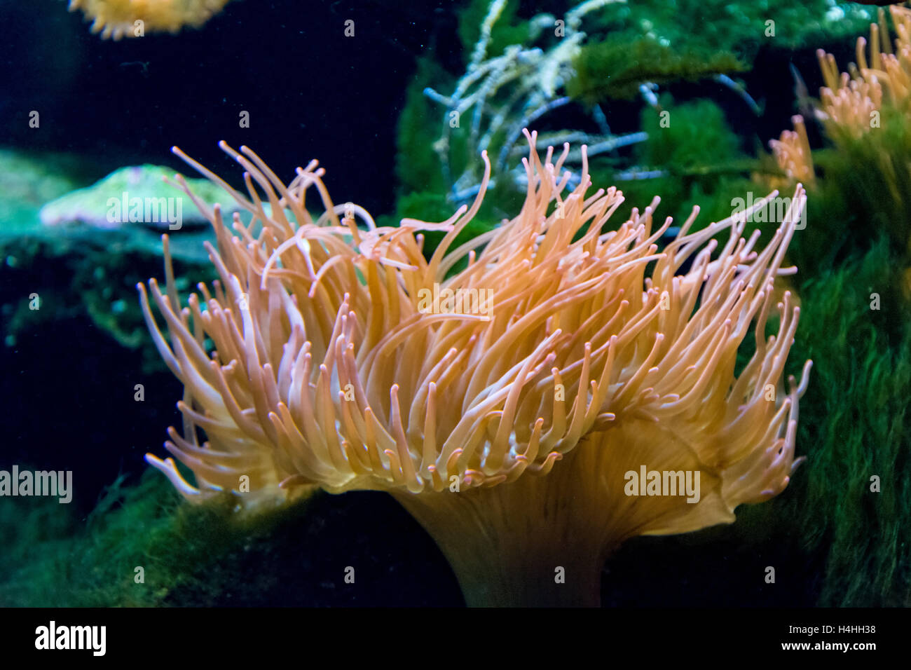 Sea anemone and clown fish Stock Photo