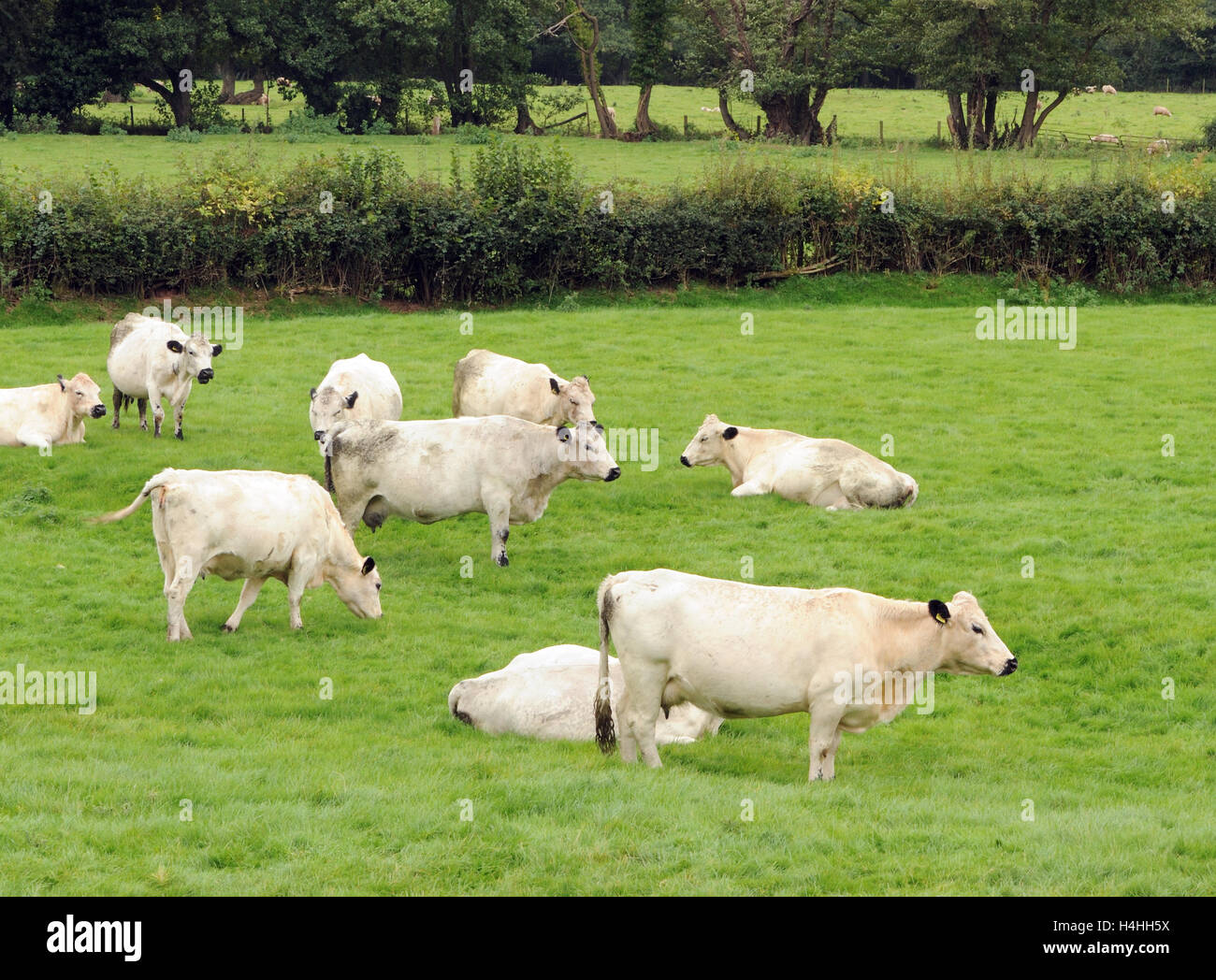 British White cattle grazing. Crickhowell, Powys, Wales. Stock Photo