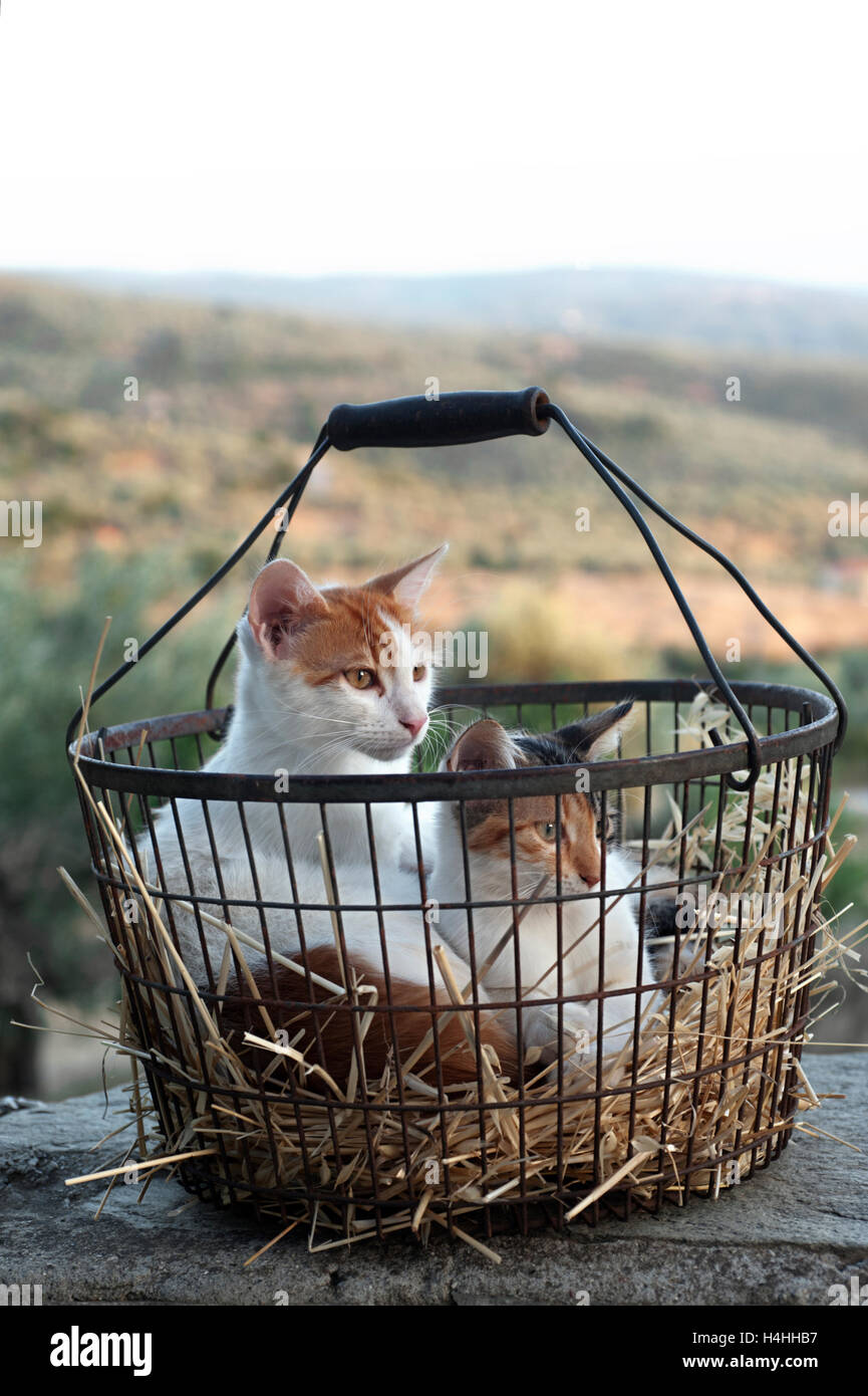 Two young cats sitting in an antique basket Stock Photo Alamy