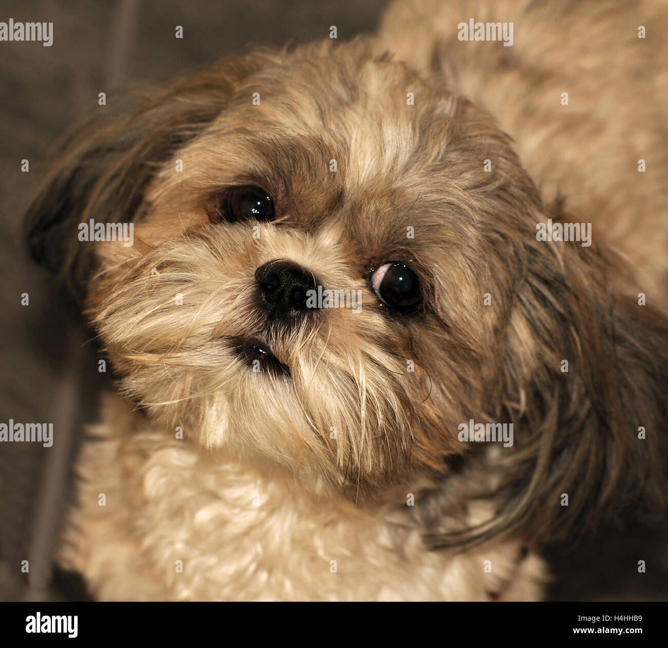 Small Nose Stock Photos Small Nose Stock Images Alamy