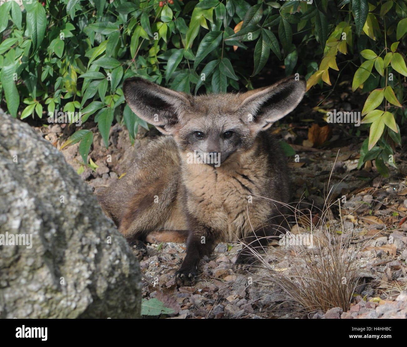 Young Bat-eared Fox (Otocyon megalotis) staring straight into the ...