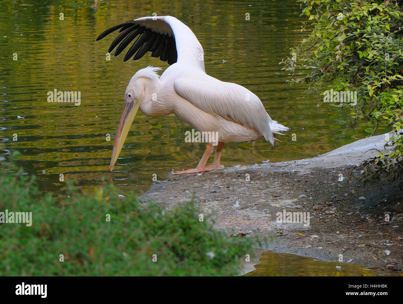 Pelican(Pelecanus onocrotalus) stretching beside a pool of water. Stock Photo