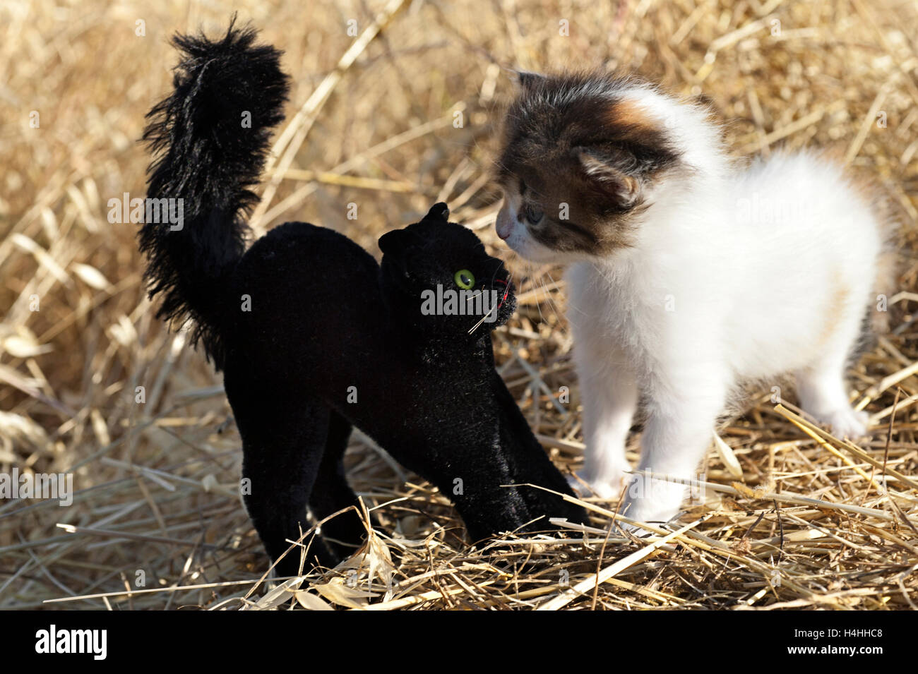 Kitten face to face with a black plush cat in a field Stock Photo