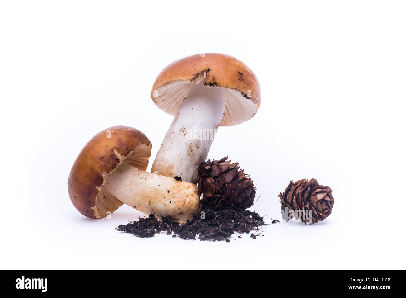 Wild russula mushrooms on white background with pine cones Stock Photo