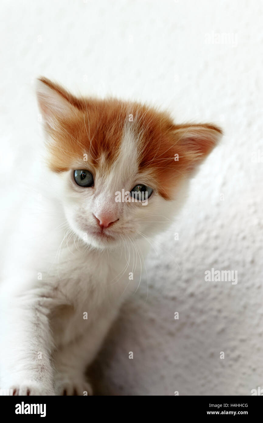 Kitten standing on a table and looking down at camera Stock Photo