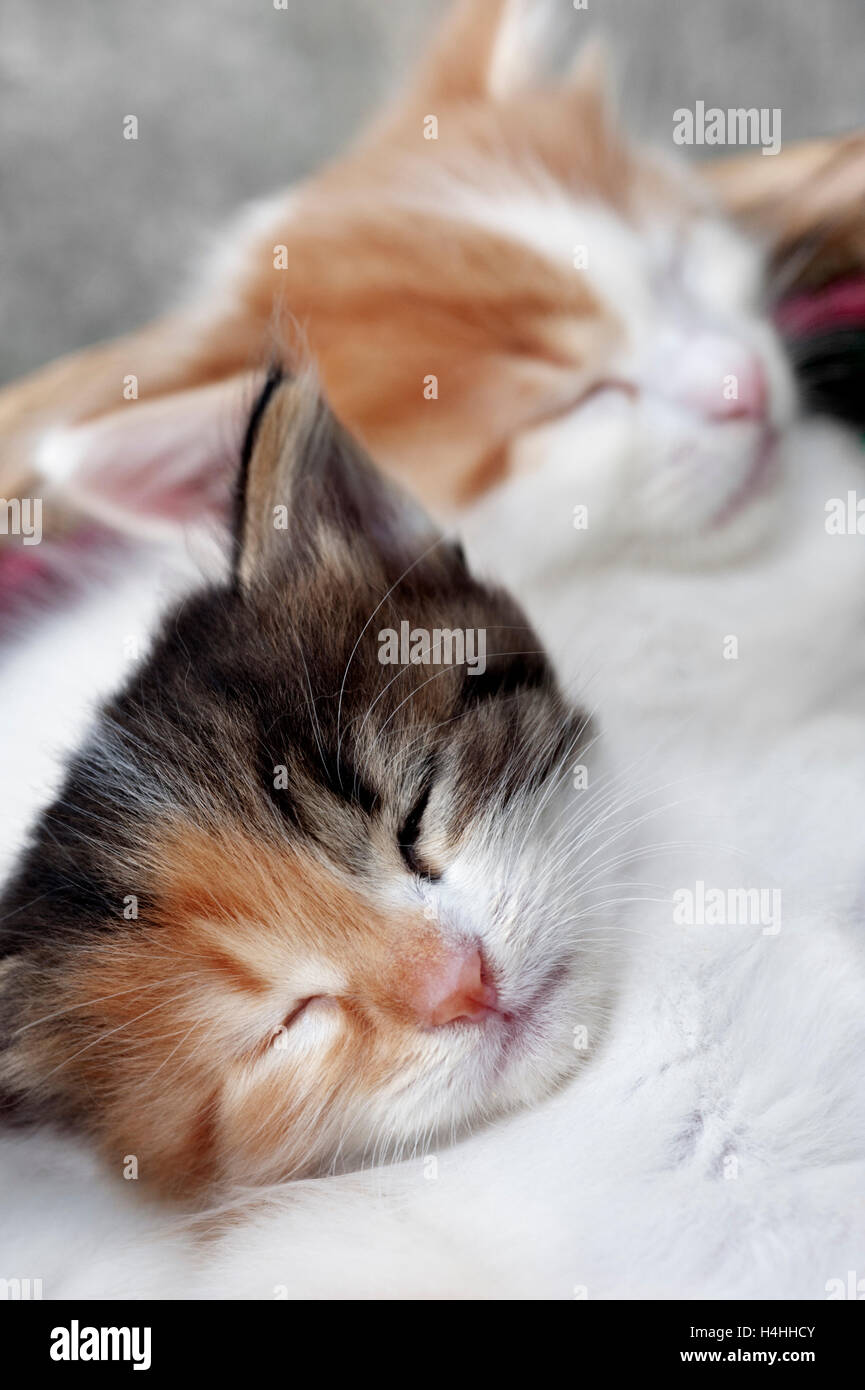 Close up of two sleeping kittens Stock Photo