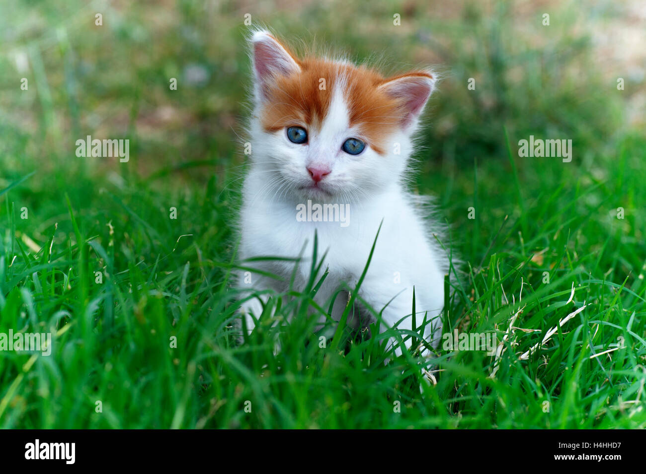 Five weeks old kitten sitting in the grass Stock Photo