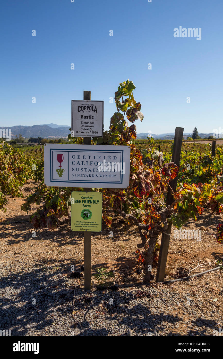 Zinfandel grapes, grapevines, grape vineyard, vineyard, Francis Ford