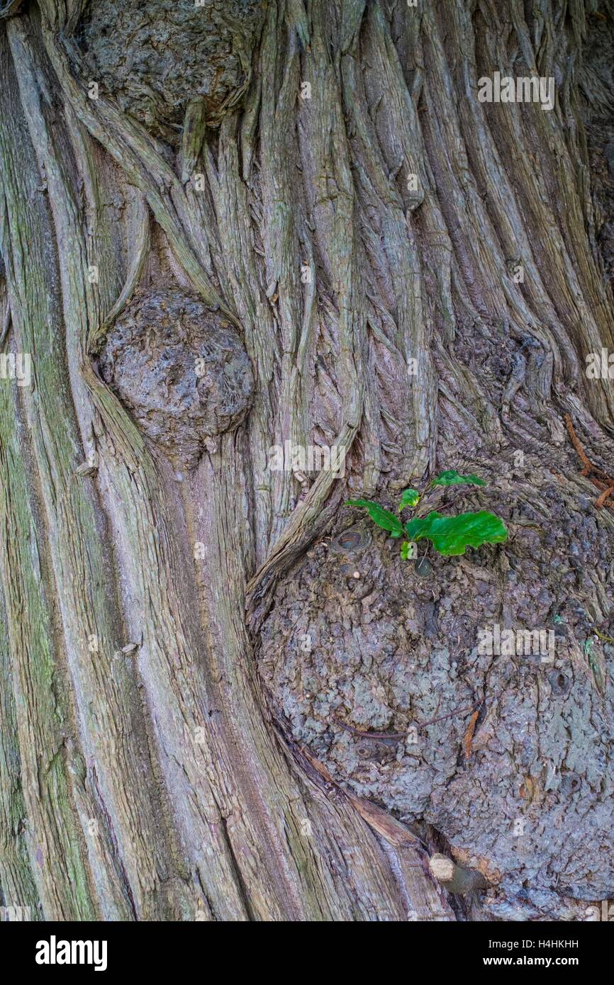 Castanea sativa - Sweet chestnut, detail of bark. Stock Photo