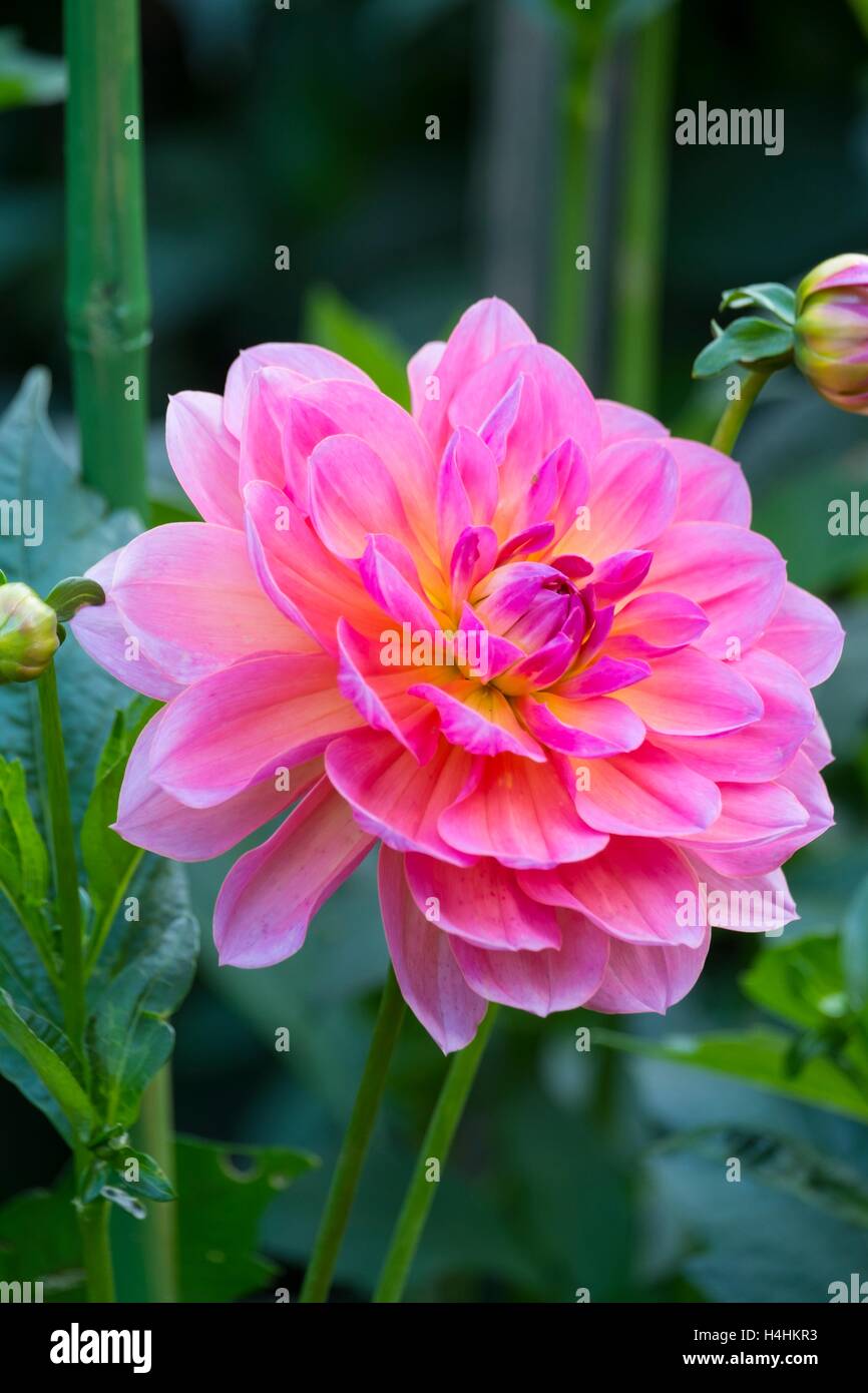 Dahlia 'Sandia Rose' Stock Photo