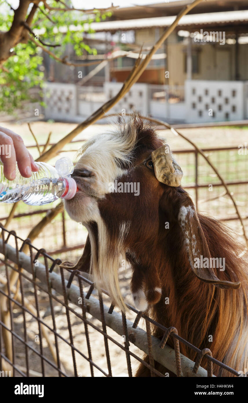 goat drinking water from a bottle stock photo 123319984 alamy