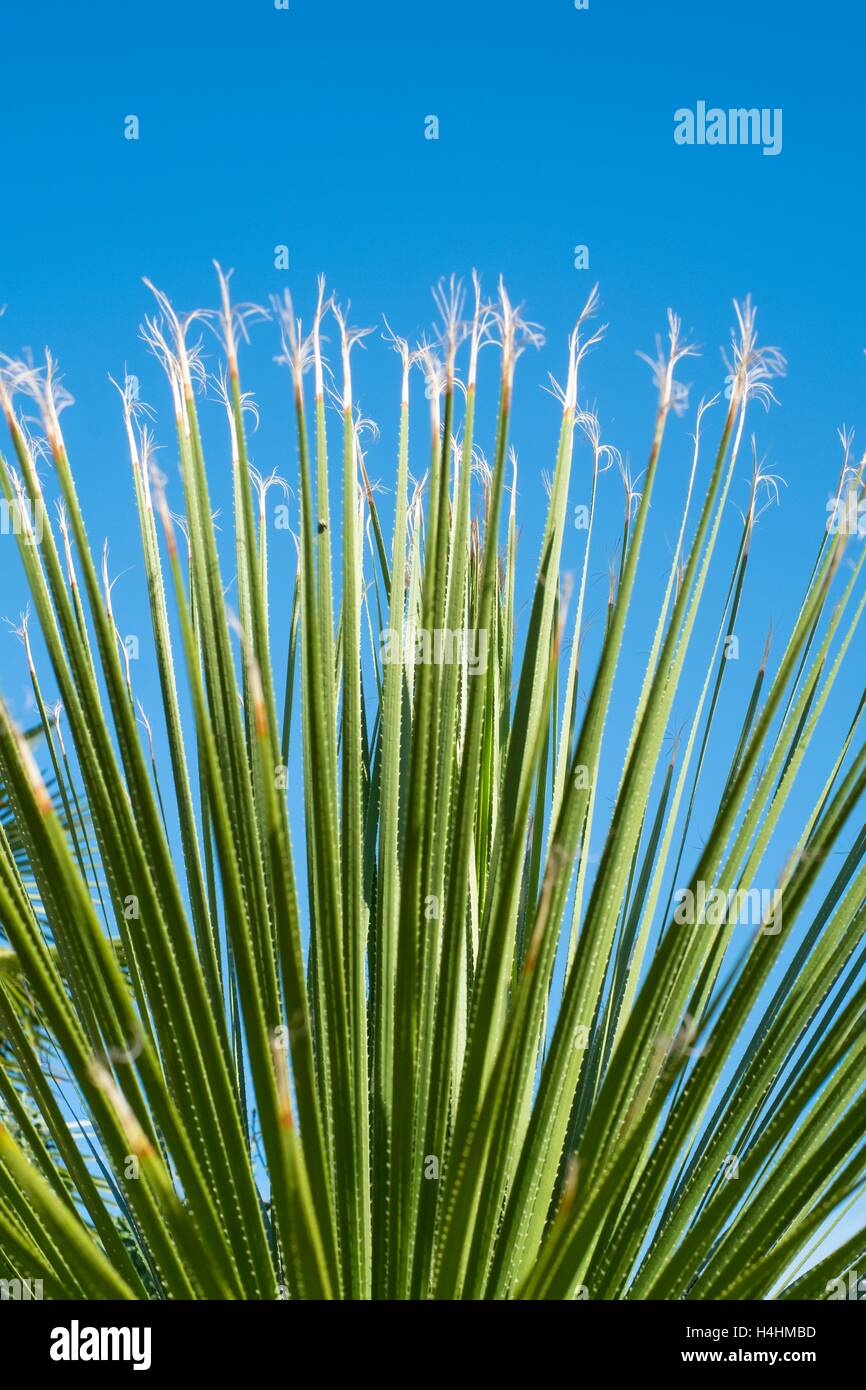 Dasylirion acrotrichum, Stock Photo