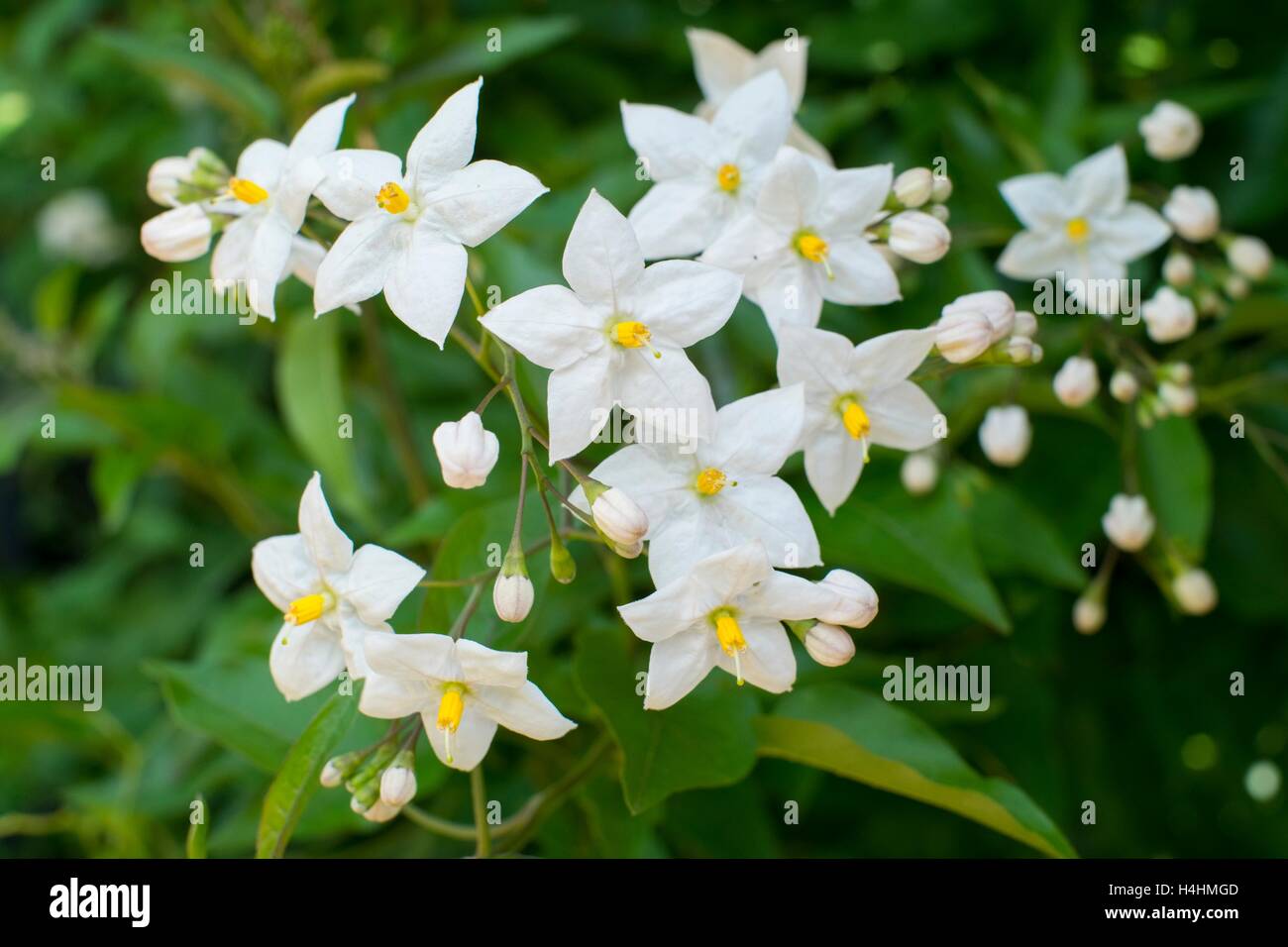 Solanum jasminoides Album. Potato Vine. Stock Photo