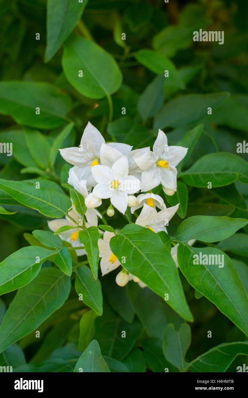 Solanum jasminoides Album. Potato Vine. Stock Photo