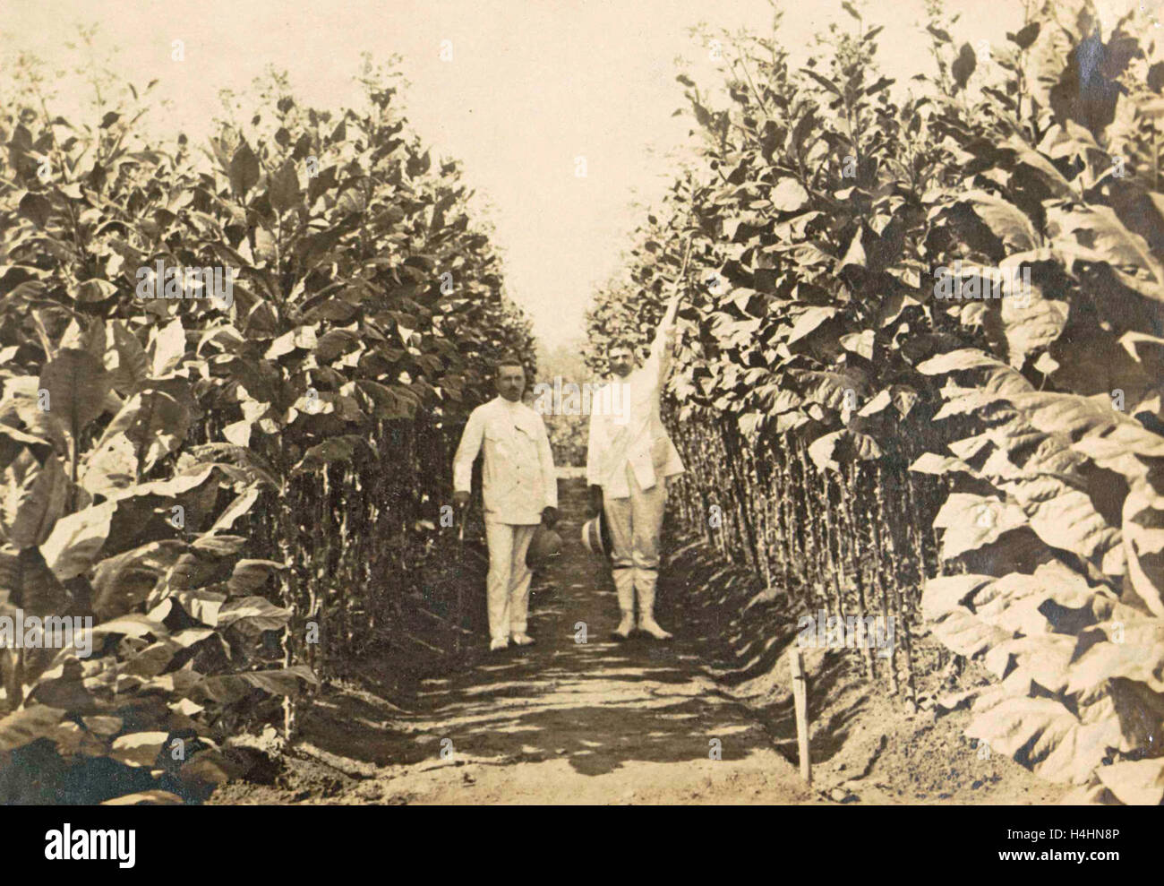 Sumatra, Bindjey estate (Deli Me.) Tobacco field after 120 days, Indonesia  Stock Photo