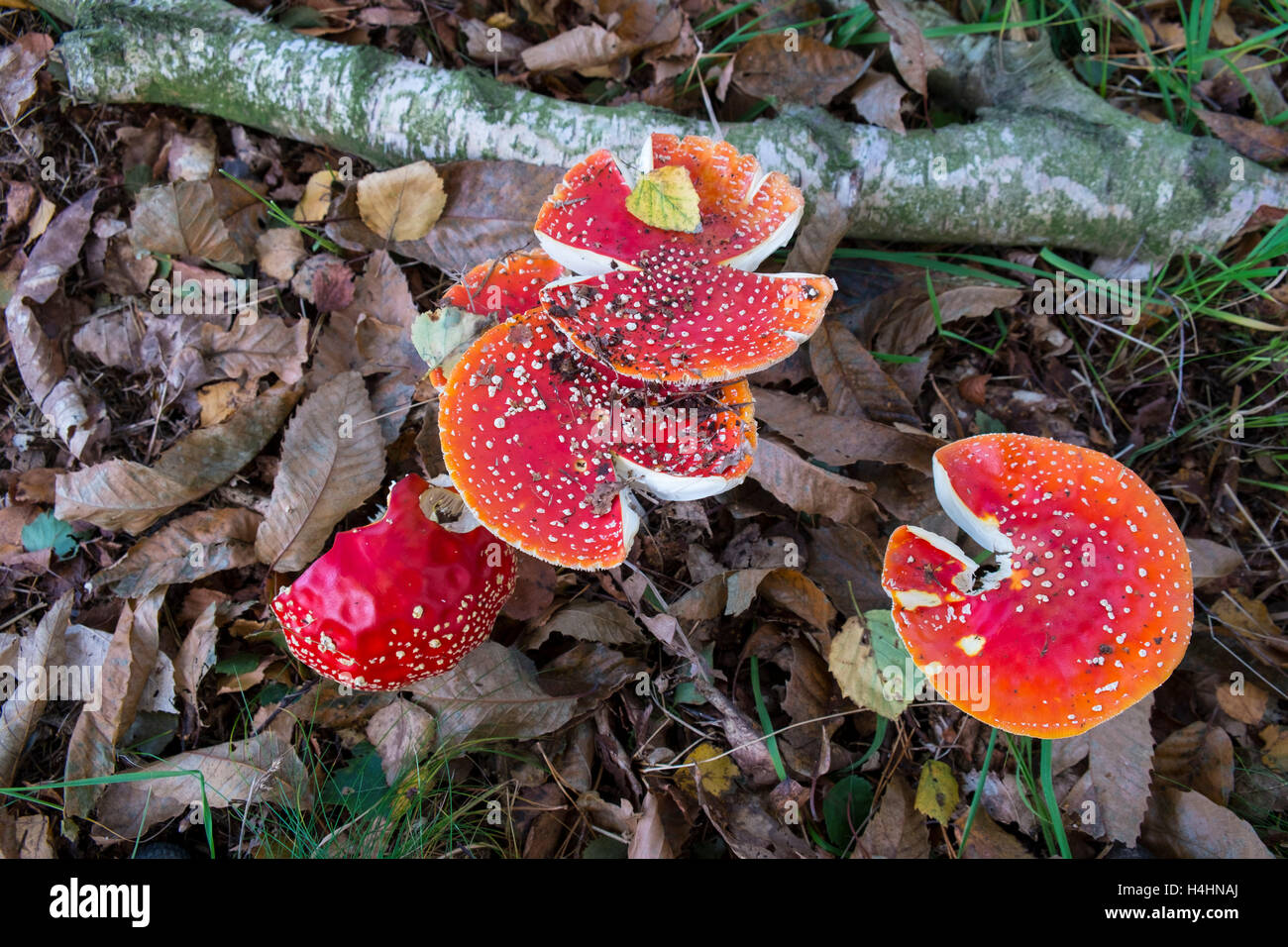 Amanita muscaria, commonly known as the fly agaric or fly amanita. Stock Photo