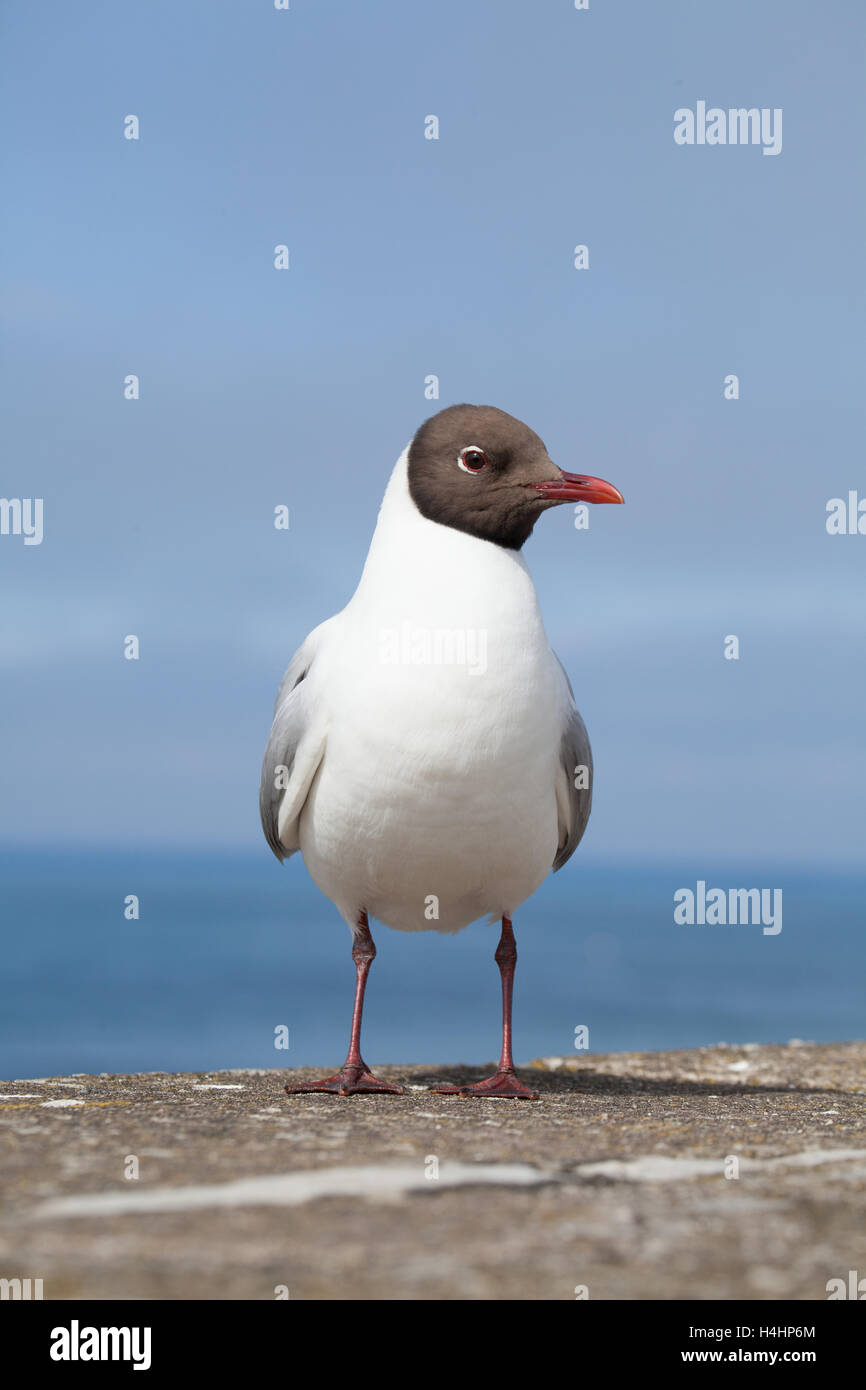 Chroicocephalus ridibundus - Black headed gull at the harbour Seahouses Northumberland England Great Britain United Kingdom Stock Photo