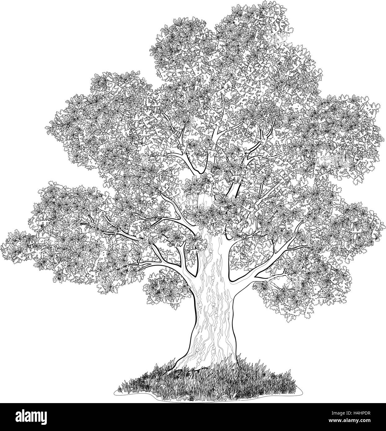 Big oak tree Black and White Stock Photos & Images - Alamy