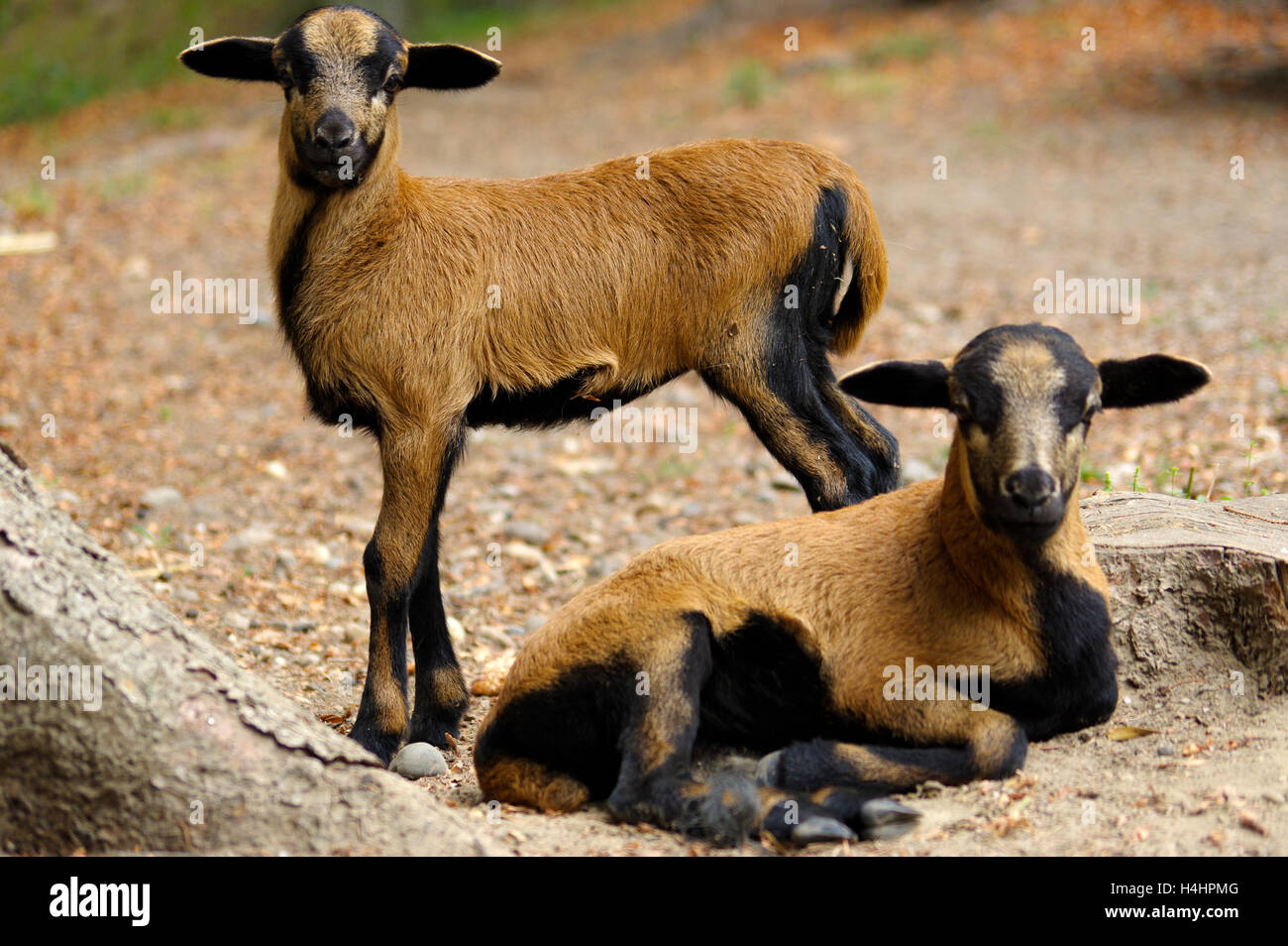 two brown goats grazing in a field, sheep Stock Photo Alamy