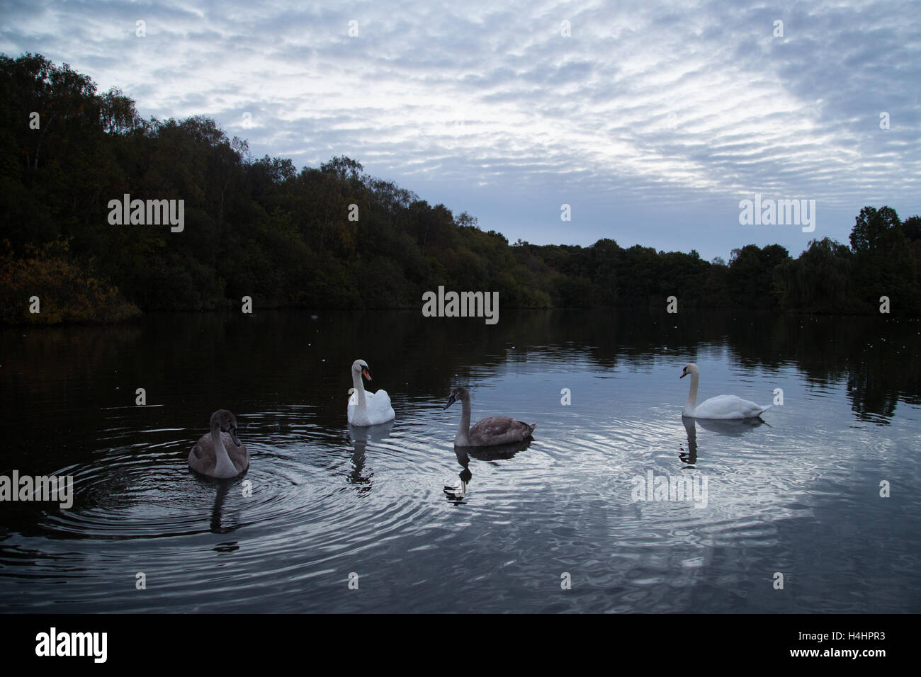 A pair of swans with their signets sit upon the lake as the sun rises on a cold autumnal morning over Golden Acre Park in Leeds. Stock Photo