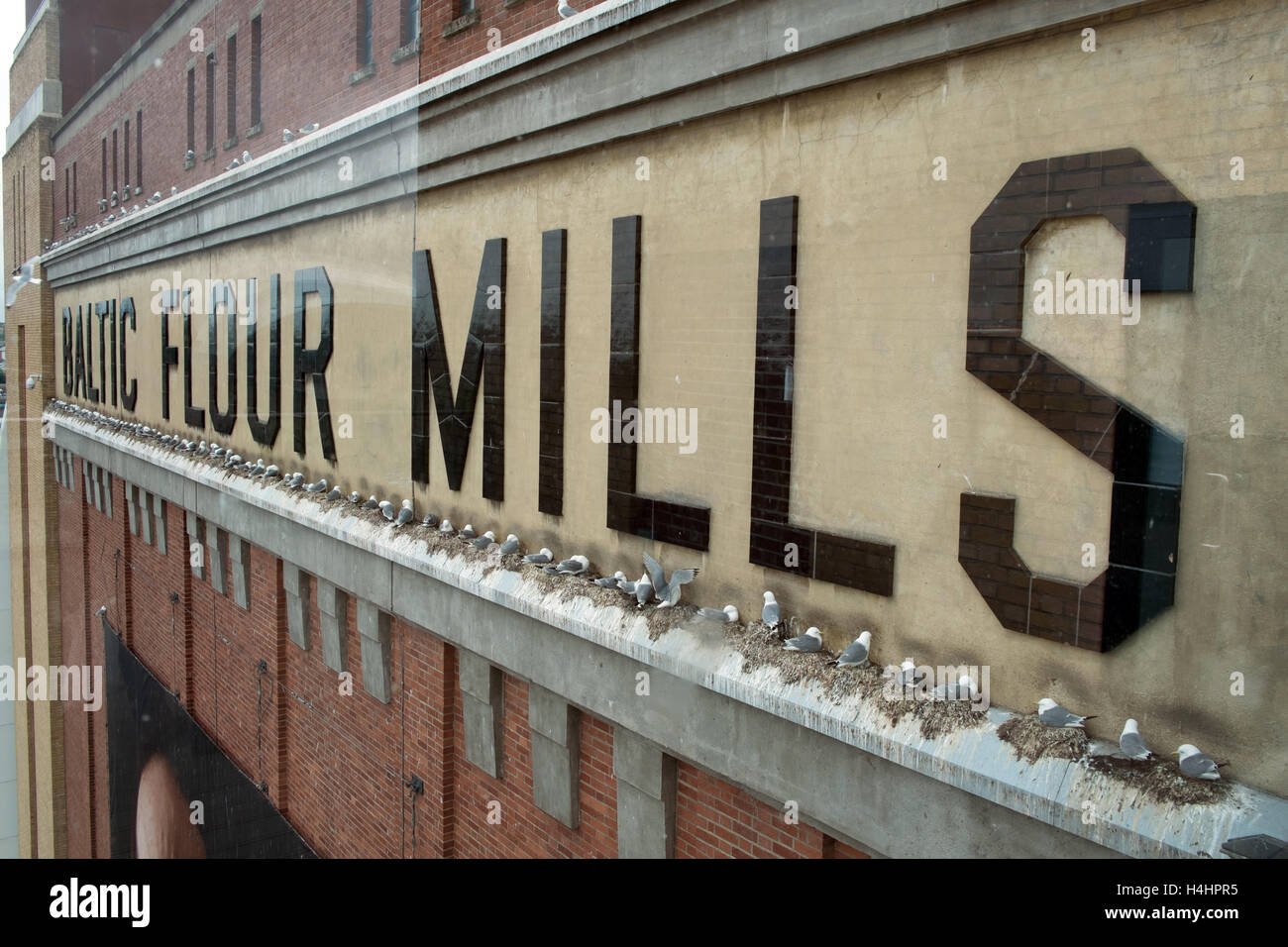 Genus Rissa - Kittiwakes nest on a ledge at the Baltic Flour Mills Gateshead Newcastle England Great Britain Stock Photo