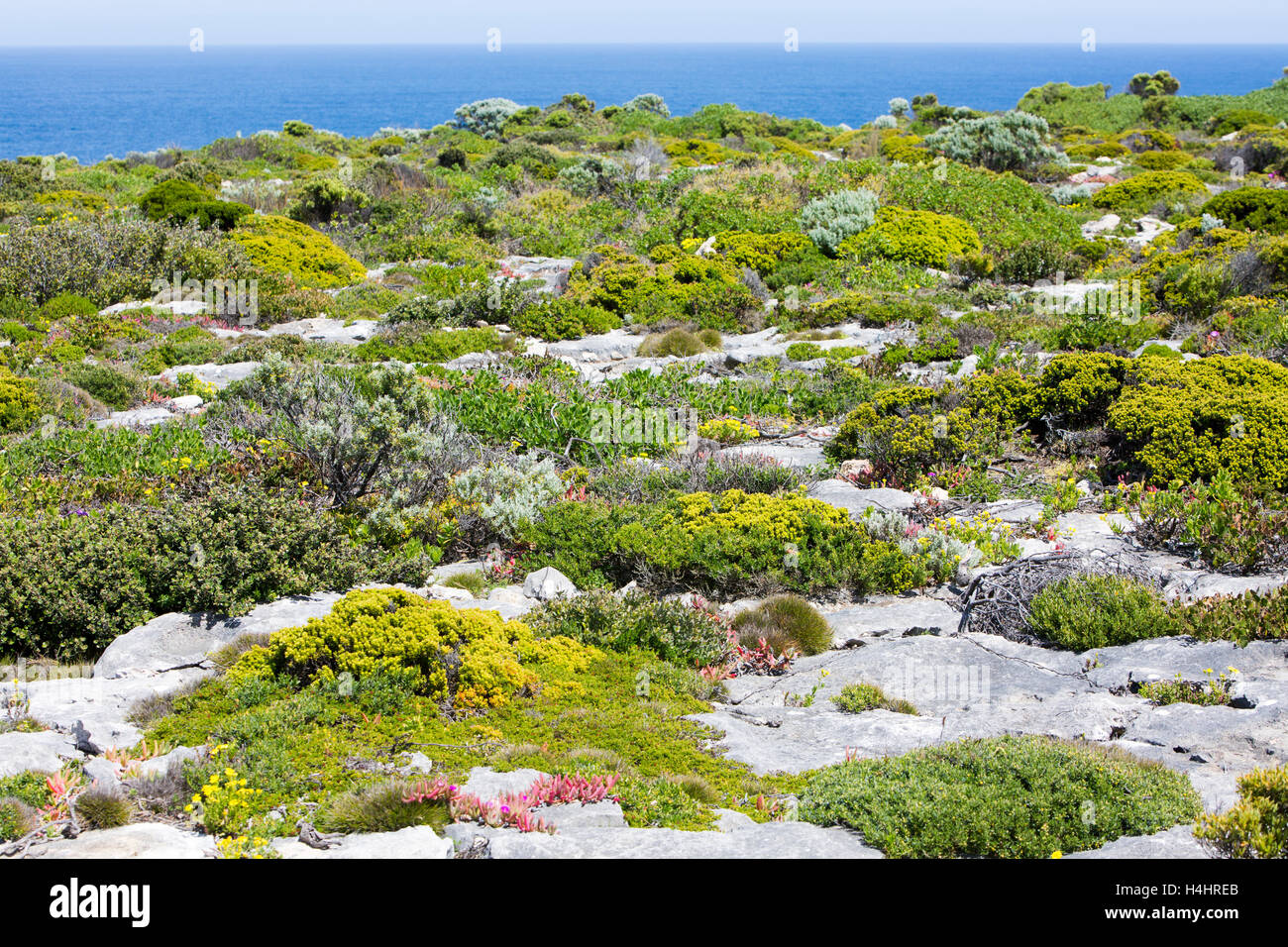 plants and flowers growing by the ocean in flinders chase national park,Kangaroo island,south australia Stock Photo