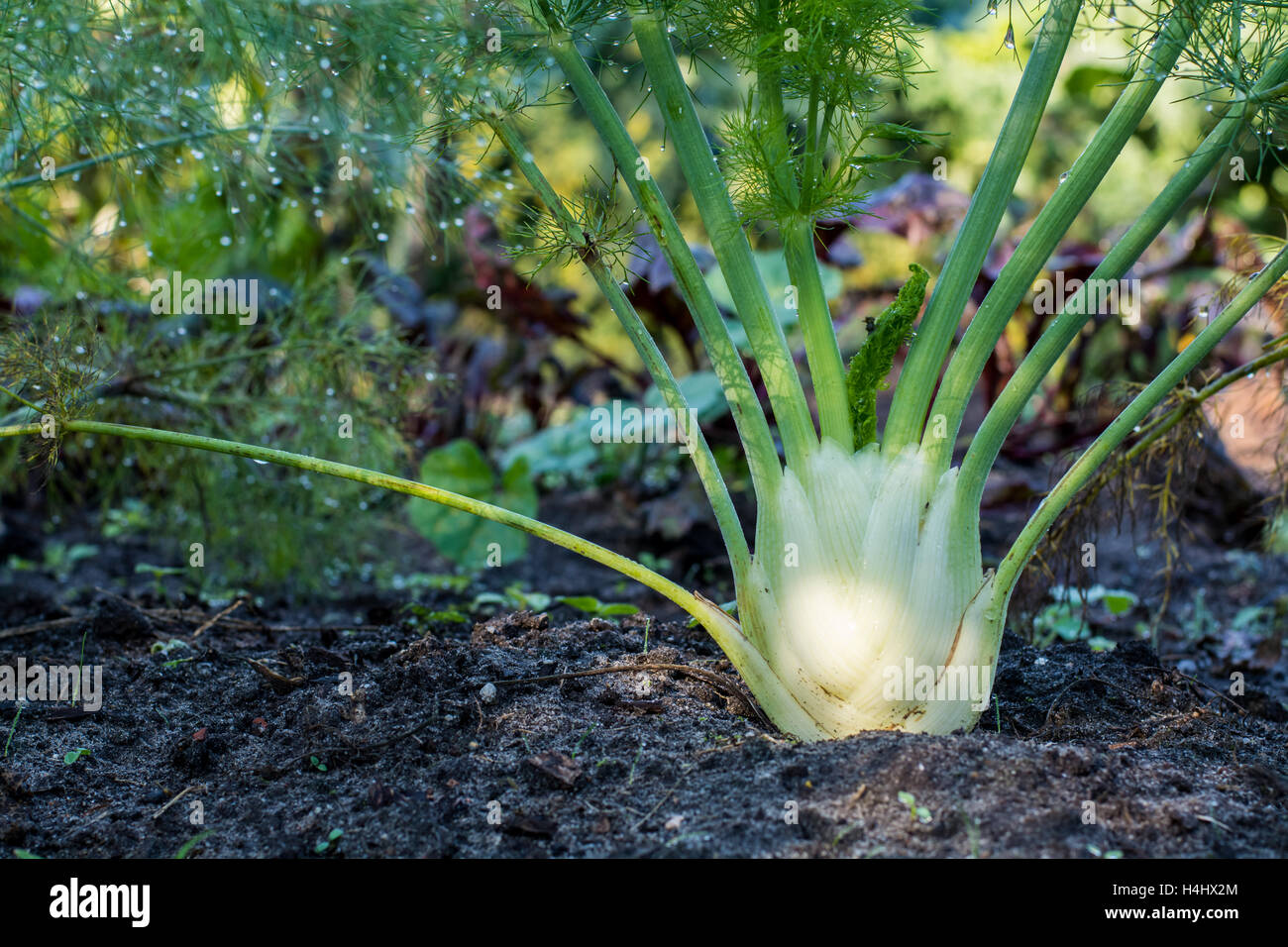 Fennel plant growing in the herbs and vegetables garden Stock Photo Alamy
