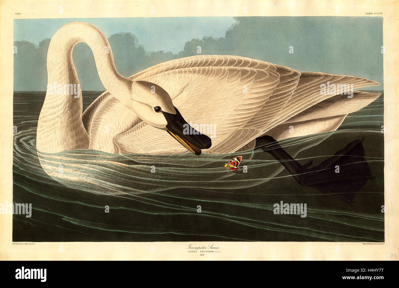 Robert Havell after John James Audubon, Trumpeter Swan, American, 1793-1878, 1838, hand-colored etching and aquatint Stock Photo