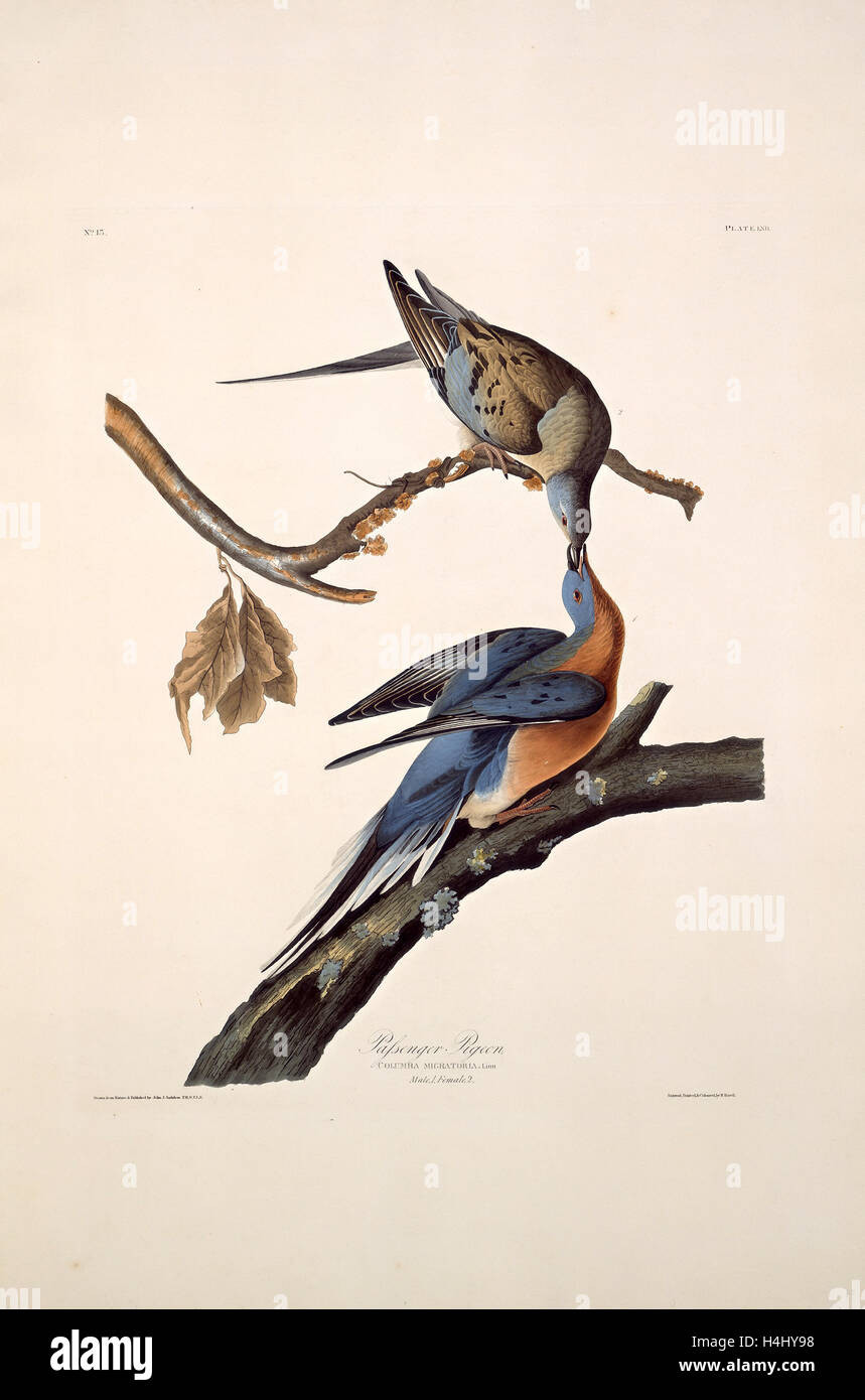 Robert Havell after John James Audubon, Passenger Pigeon, American, 1793-1878, 1829, hand-colored etching and aquatint Stock Photo