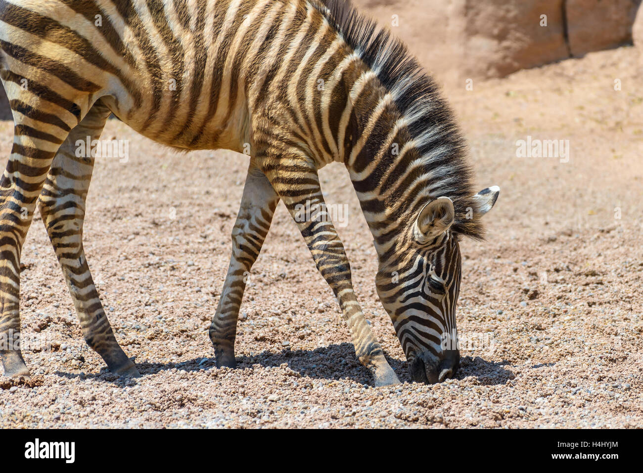 Baby Zebra In African Savanna Stock Photo