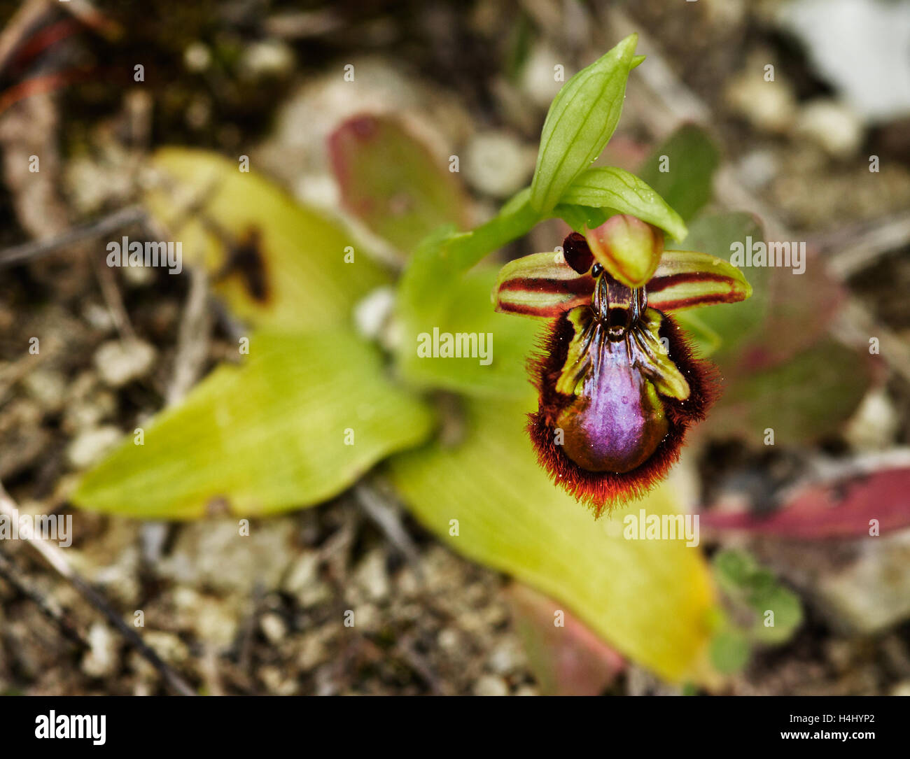 Mirror Bee Orchid overview - Ophrys speculum Stock Photo