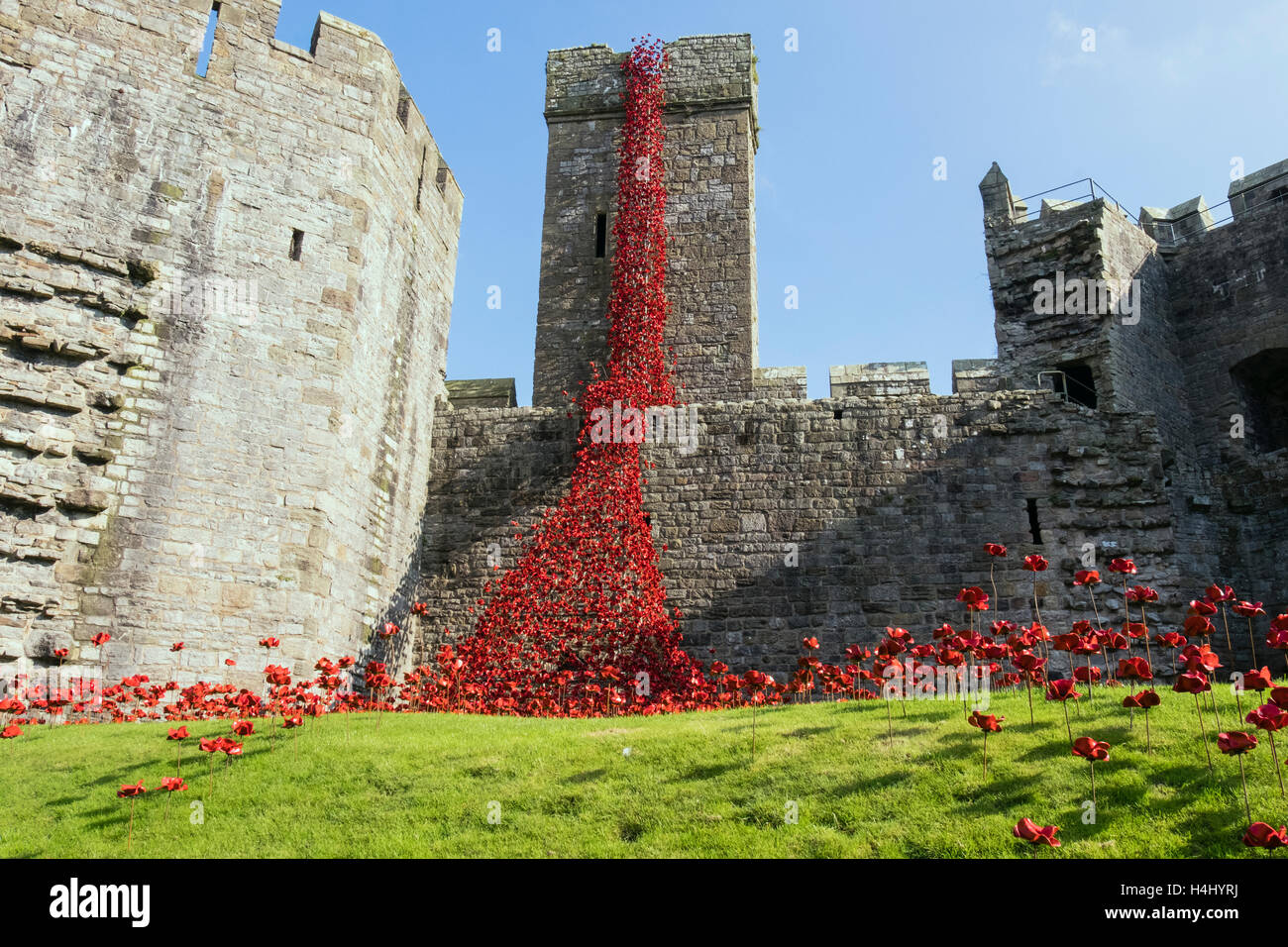 Weeping Window art sculpture of ceramic red poppies in Caernarfon castle walls. Caernarfon, Gwynedd, Wales, UK, Britain Stock Photo