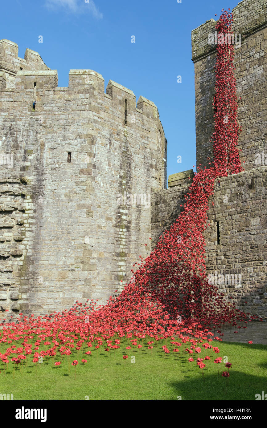 Weeping Window art sculpture of ceramic red poppies in Caernarfon castle walls. Caernarfon, Gwynedd, Wales, UK, Britain Stock Photo