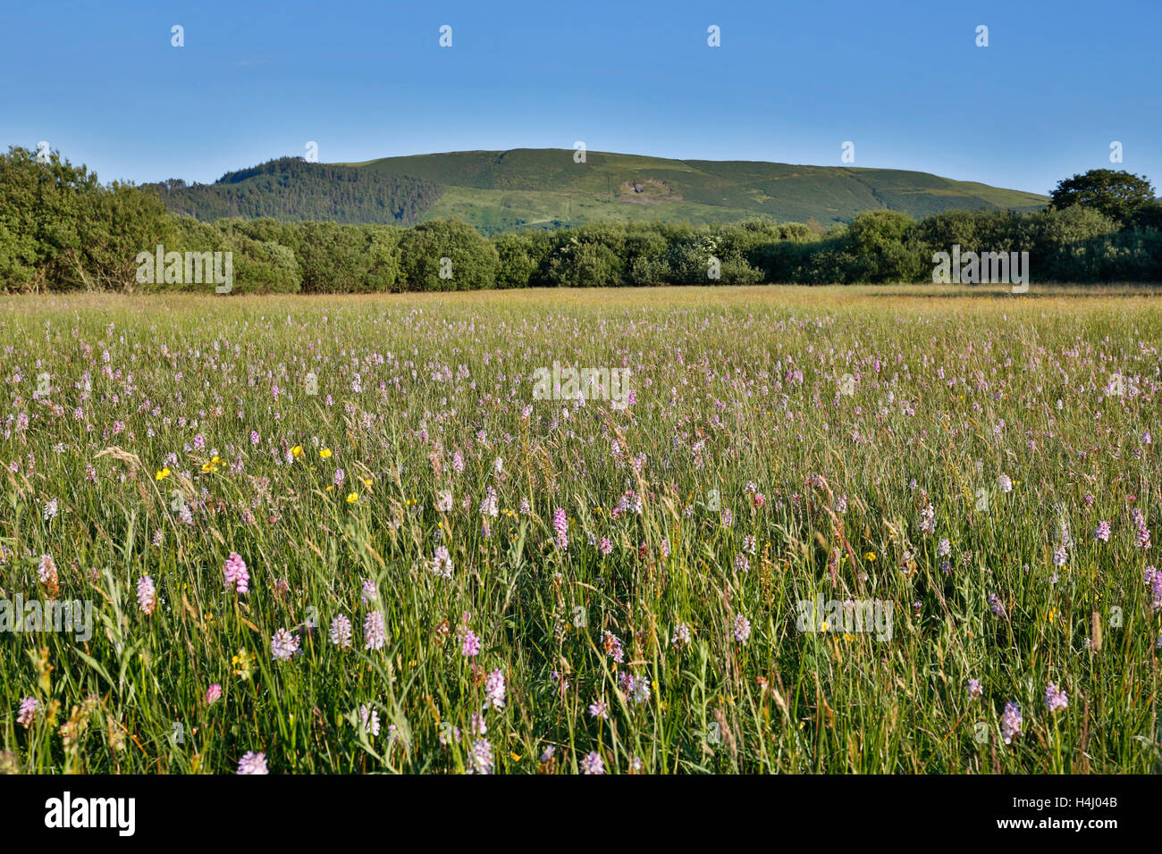 Close Sartfield Nature Reserve; Isle of Man; UK Stock Photo