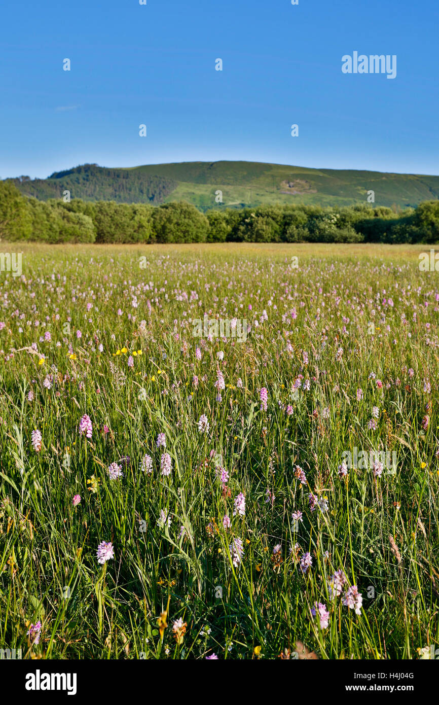 Close Sartfield Nature Reserve; Isle of Man; UK Stock Photo