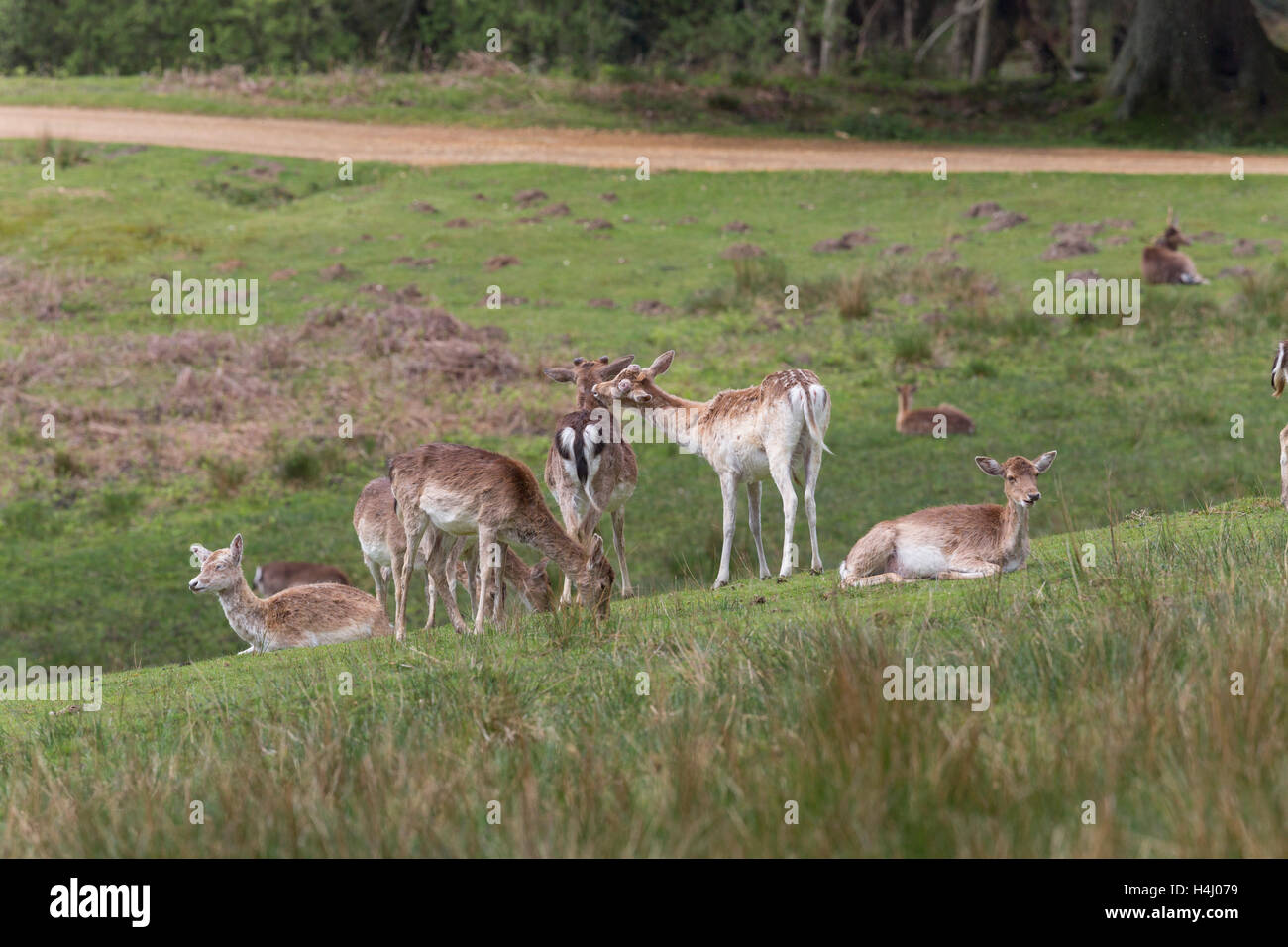 Fallow Deer; Dama dama Herd; Bolderwood; New Forest; UK Stock Photo