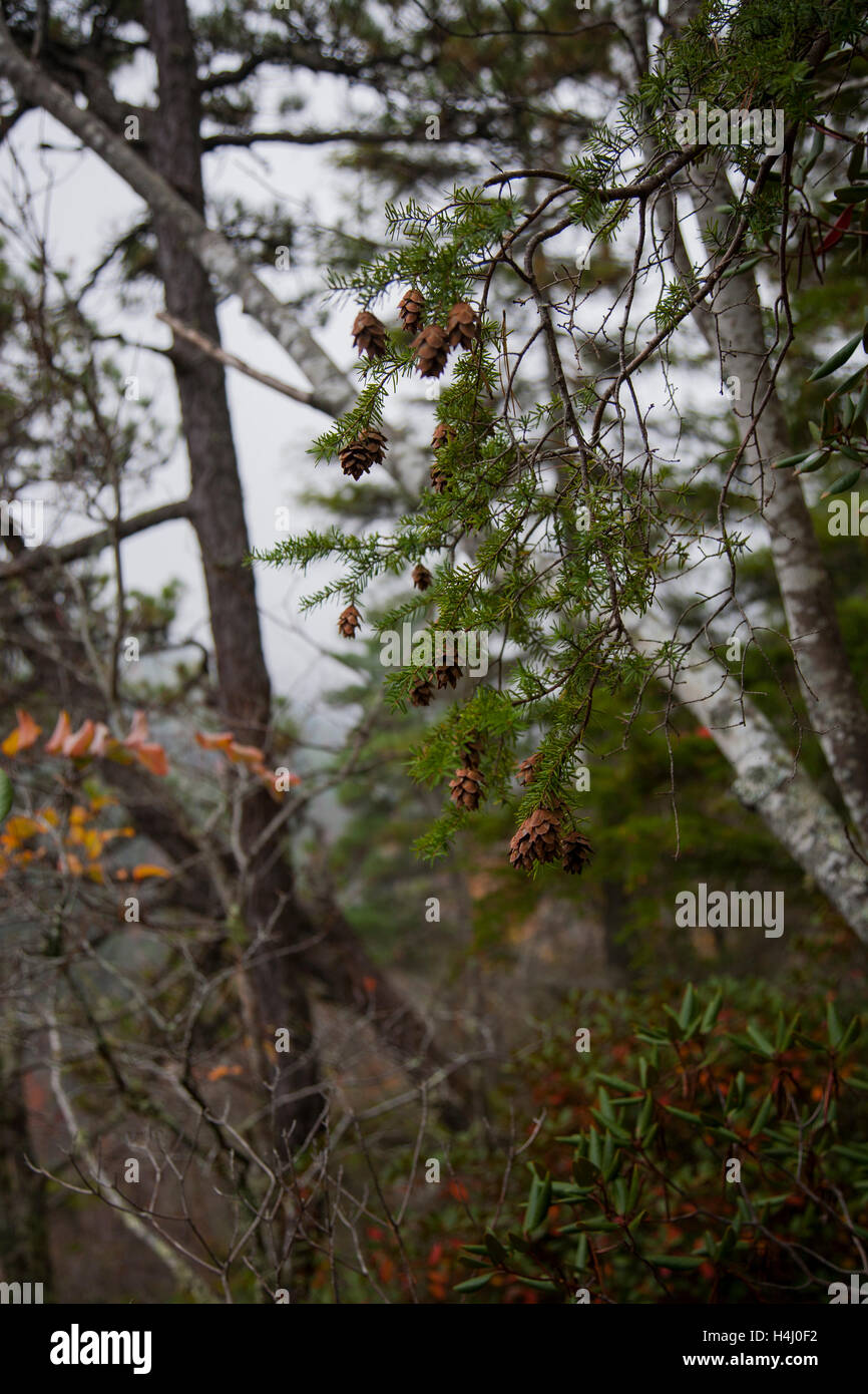 Small Pine Cones Hang from Tree Branch Stock Photo - Alamy