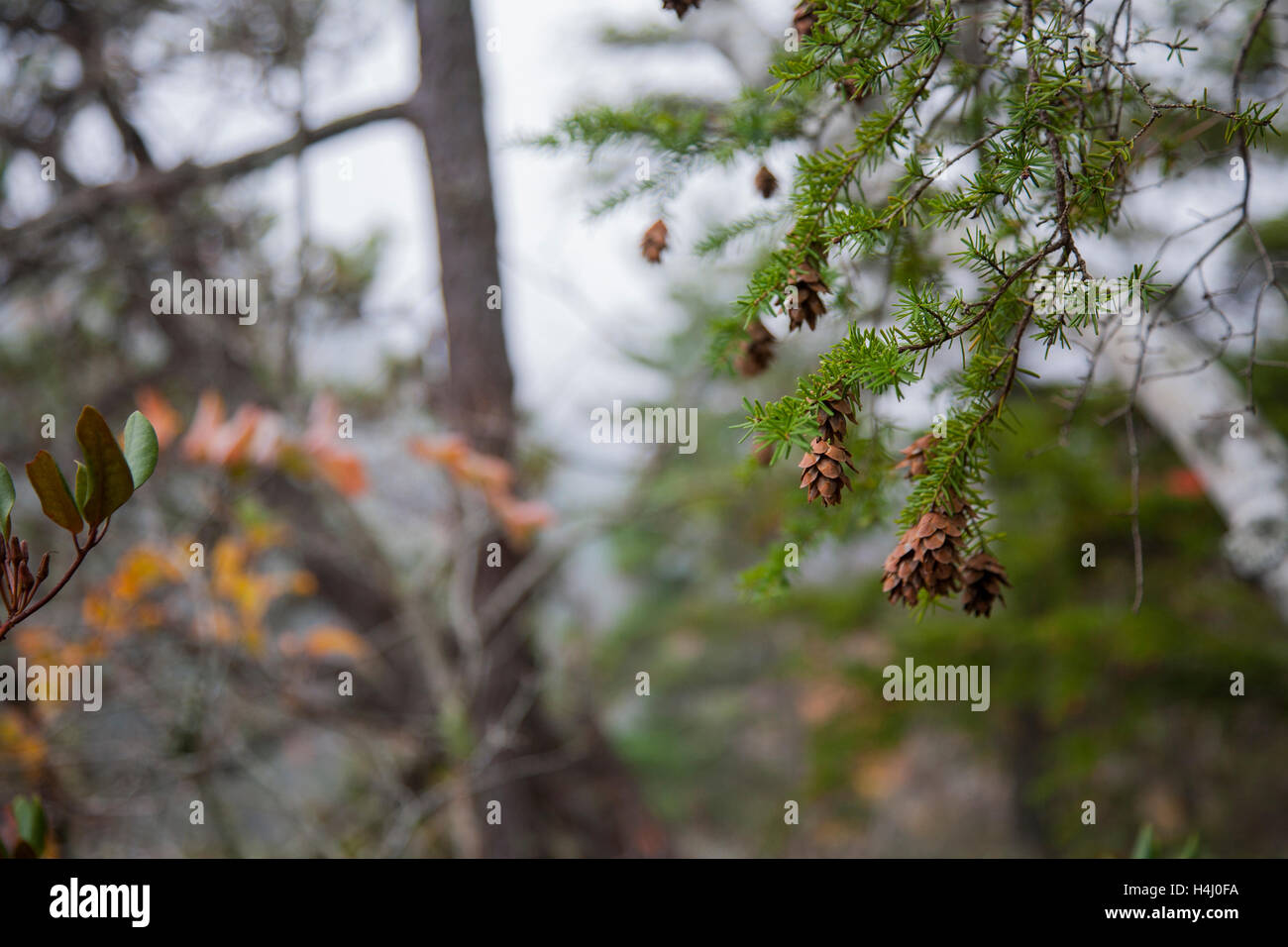 Small Pine Cones Hang from Tree Branch Stock Photo - Alamy