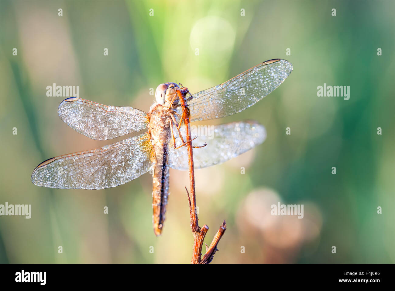 on an early morning there dragonfly with water drops of dew Stock Photo ...