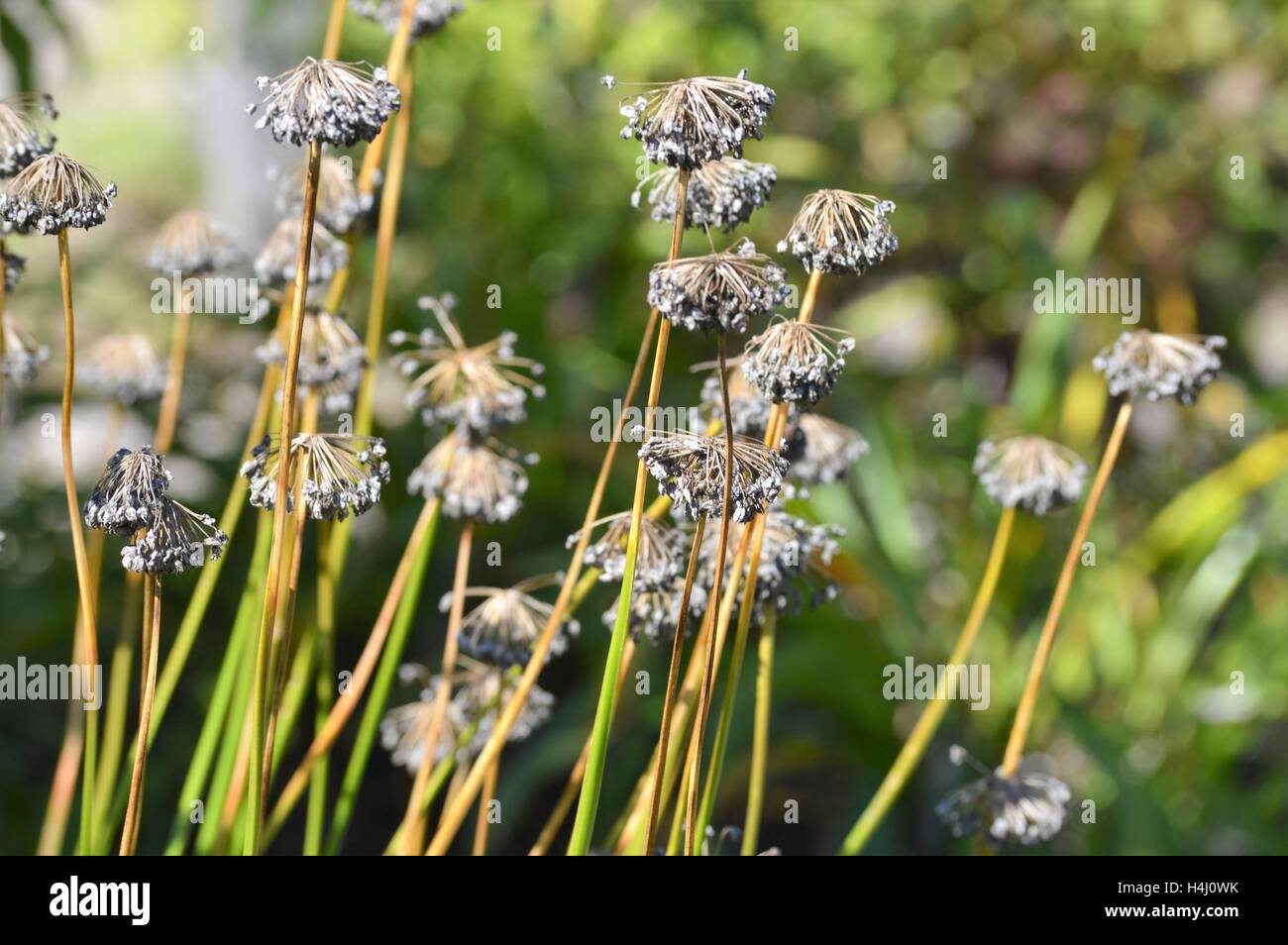 Purple Flowers in the Garden Stock Photo - Alamy